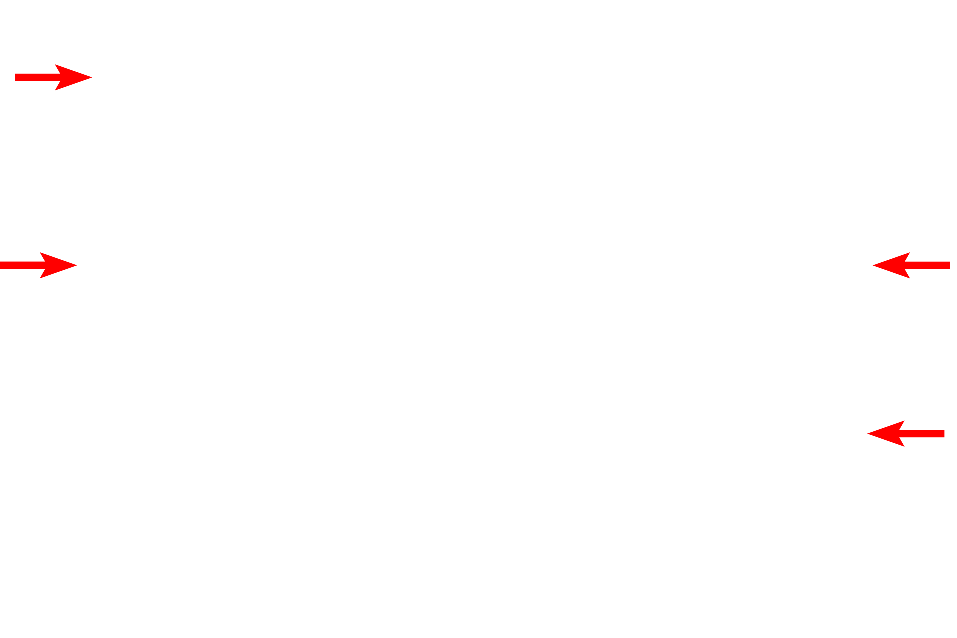 Plasma membrane <p>The fibroblast is responsible for the synthesis and secretion of collagen and elastic fibers, as well as the ground substance.  This cell contains the extensive rough endoplasmic reticulum and Golgi apparatus needed for this synthetic activity.  The highly euchromatic nucleus, seen in the upper portion of the micrograph is indicative of an actively secreting cell.  8000x</p>
