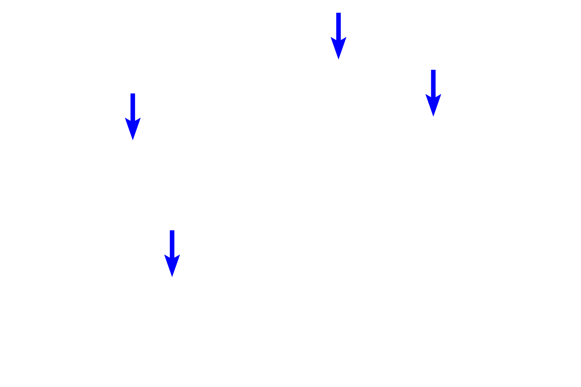 Collagen bundles <p>Inactive fibroblasts are the predominate cell type in an adult tendon, which is classified as dense regular connective tissue.  Highly flattened, heterochromatic fibroblast nuclei are interspersed with collagen bundles oriented in parallel.  Thin fibroblast processes with sparse cytoplasm are visible extending from the tips of the nuclei.  1000x</p>
