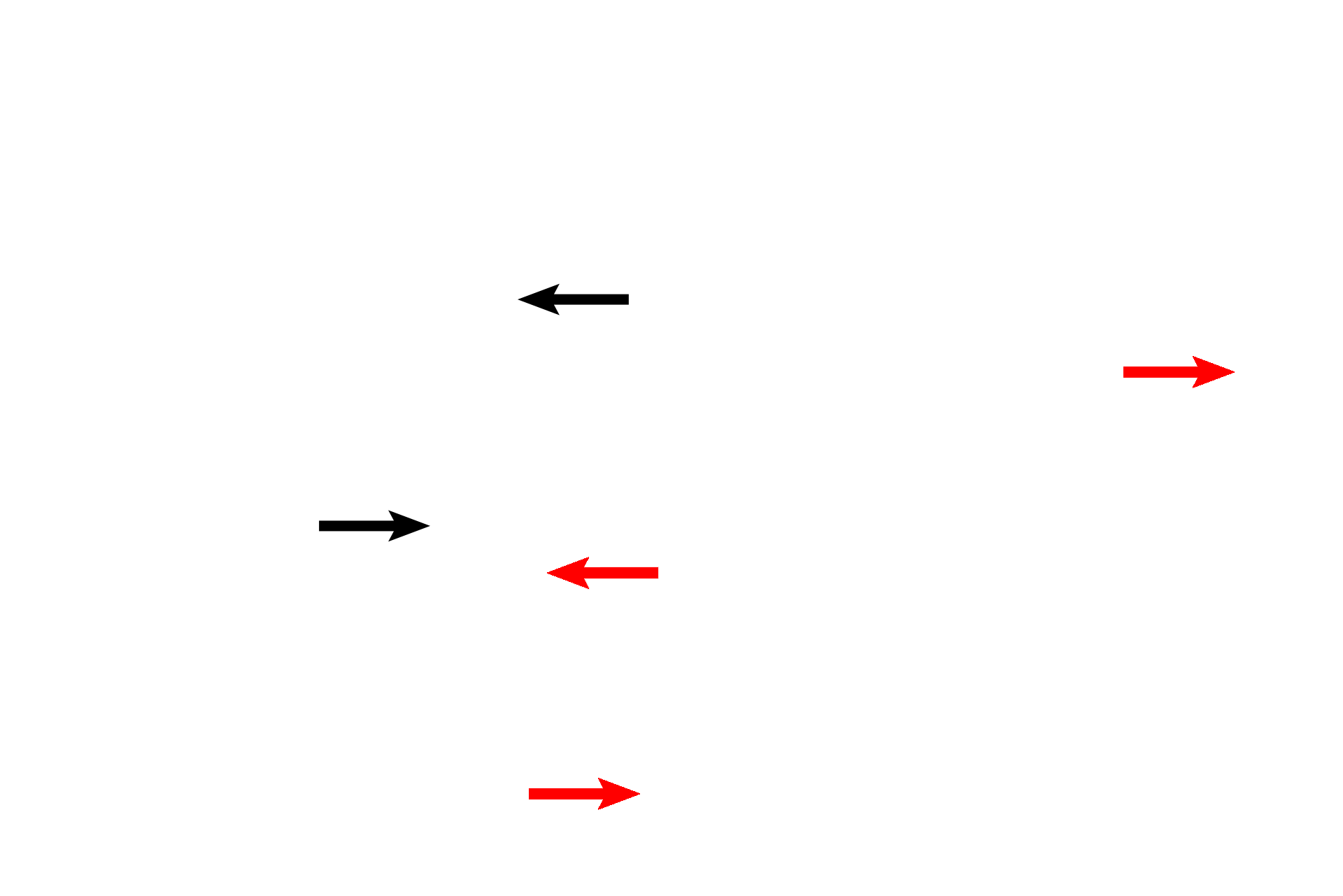Pulmonary capillaries > <p>Deoxygenated blood from the pulmonary arteries supplies the pulmonary capillaries in the interalveolar septa. The walls of these capillaries form a portion of the air-blood barrier, across which oxygen and carbon dioxide are transported. Pulmonary capillaries drain into pulmonary veins. Red arrows indicate a capillary cut in longitudinal section. 1000x </p>

