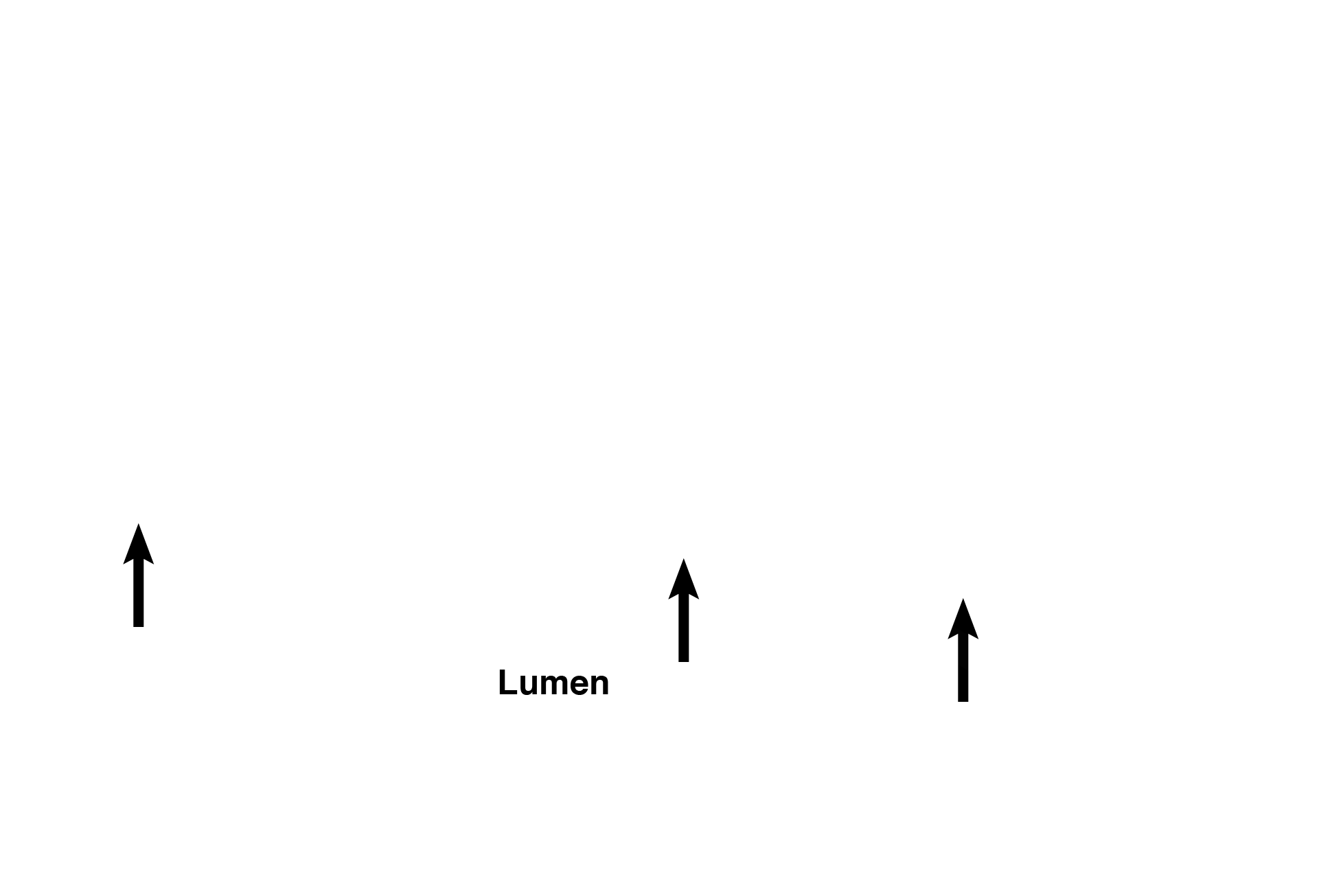 Epithelium <p>This trachea, cut in longitudinal section, is lined by pseudostratified columnar epithelium with cilia and goblet cells. An underlying lamina propria possesses numerous, longitudinally oriented elastic fibers and bands of smooth muscle (neither of which are distinguishable at this magnification). Mixed glands are also present. Patency is maintained by cartilage rings, and a layer of connective tissue surrounds the outer perimeter of the cartilage. 10x</p>
