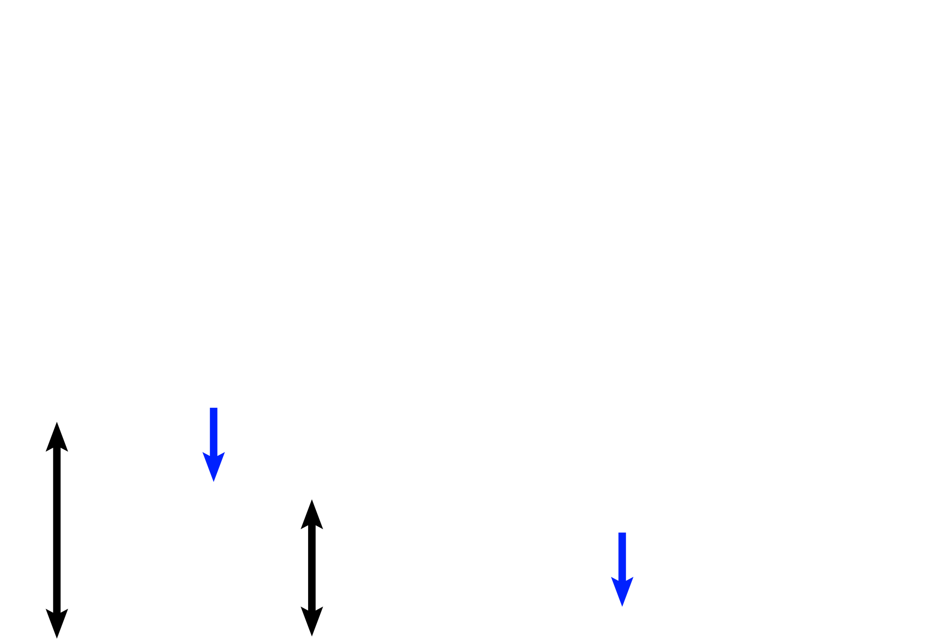 Cartilage > <p>Patency of the trachea and primary bronchi is maintained by a series of hyaline cartilage rings (black arrows). A perichondrium (blue arrows) surrounds this tissue.</p>
