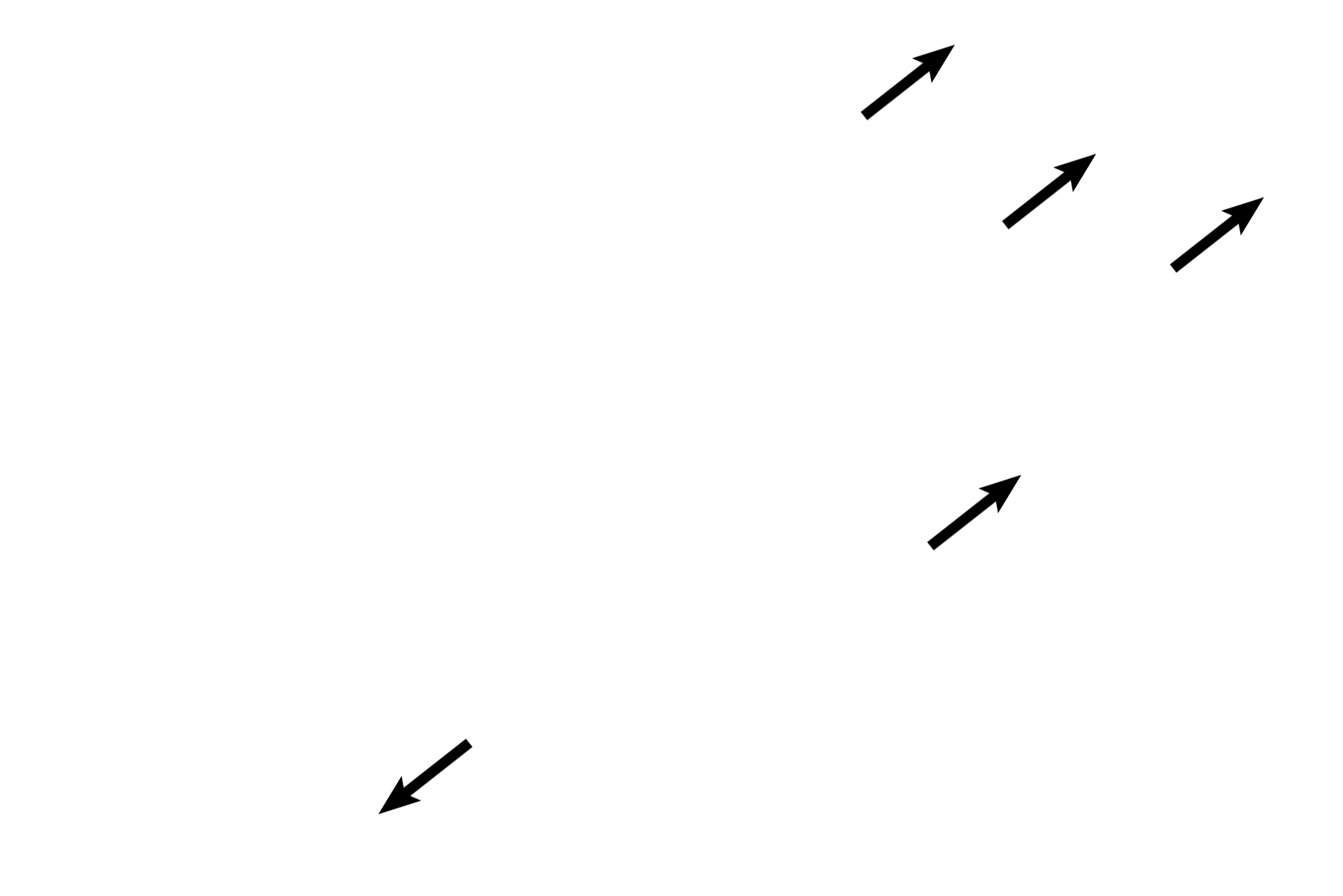 Alveoli <p>Upon entering the lungs, primary bronchi branch to form secondary bronchi. Large pulmonary arteries and veins lie adjacent to secondary bronchi, forming the root of the lung. In secondary bronchi, cartilage plates replace cartilage rings; mixed glands are still present. Millions of alveoli comprise the lung proper, so all intrapulmonary structures, like secondary bronchi, are surrounded by alveoli. When cut in sections, alveoli resemble tennis balls cut in half. 10x </p>
