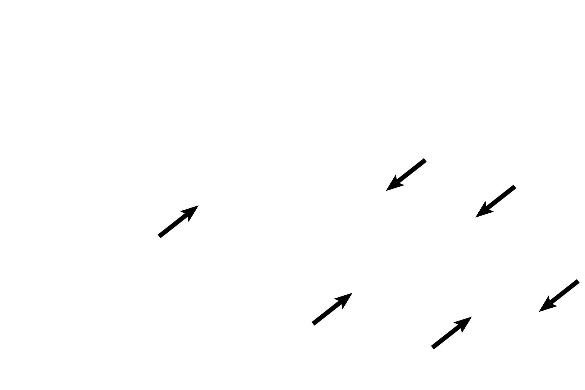 Cartilage plates <p>Secondary bronchi are intrapulmonary passages that are part of the conducting portion of the respiratory system. As a secondary bronchus branches from a primary, it becomes smaller in diameter and its wall thins. Cartilage plates and mixed glands remain, distinguishing these passages from bronchioles. Pulmonary arteries accompany secondary bronchi. 40x</p>
