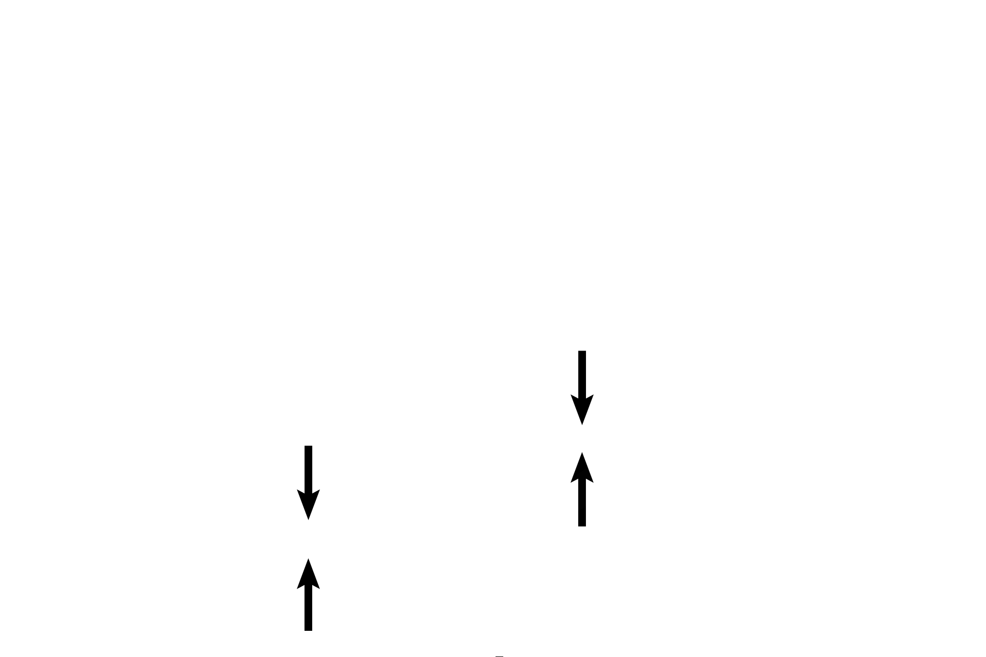 Epithelium <p>Secondary bronchi decrease in diameter and each layer becomes thinner, as the bronchi progress into the lungs. 100x</p>

