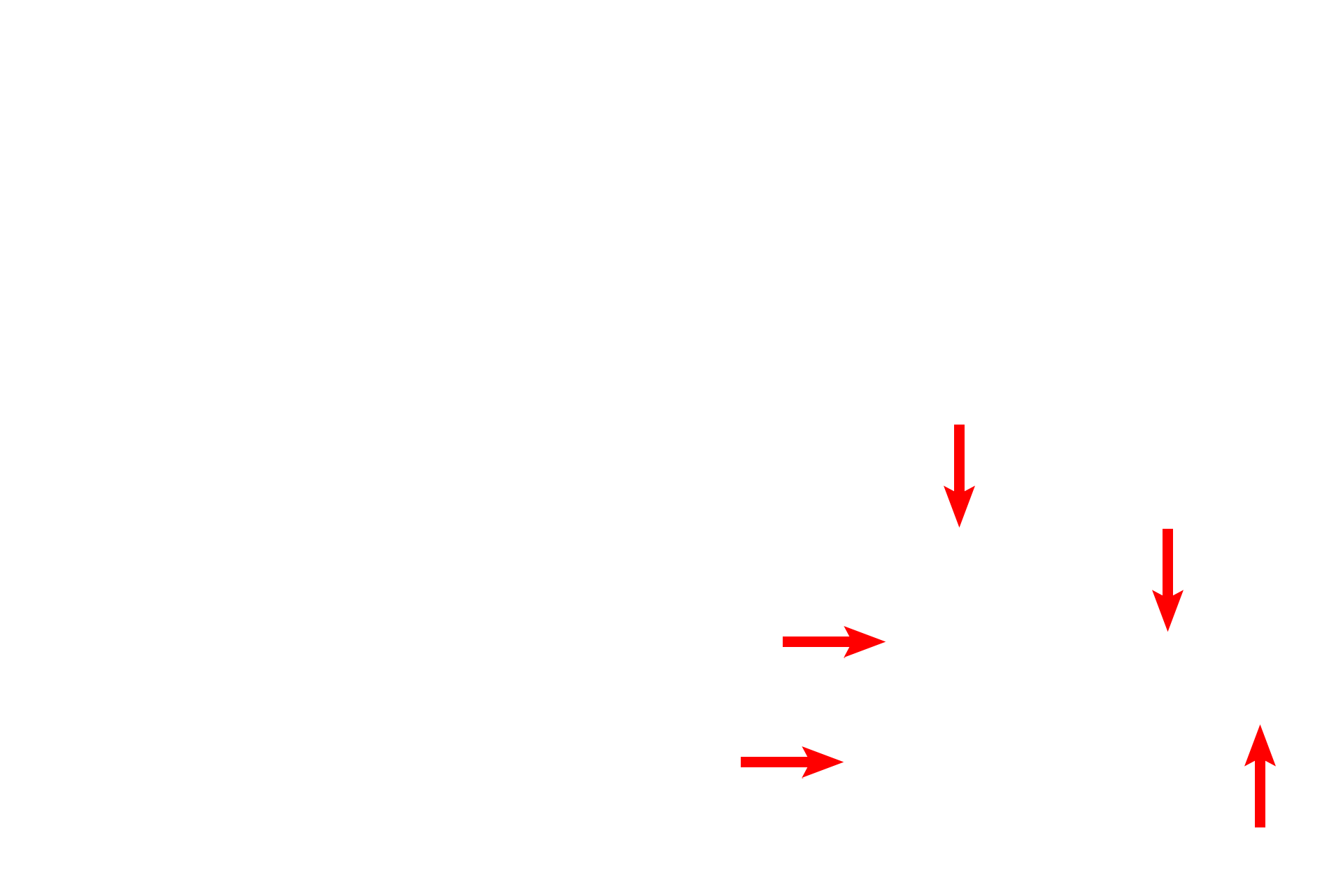  - Alveoli <p>Intrapulmonary passageways are subdivided into those that conduct air to the respiratory portion (conducting portion) and those involved with gas exchange (respiratory portion).  Passageways included in the conducting portion are secondary bronchi and bronchioles.  Components of the respiratory portion are respiratory bronchioles, alveolar ducts and alveoli.</p>
