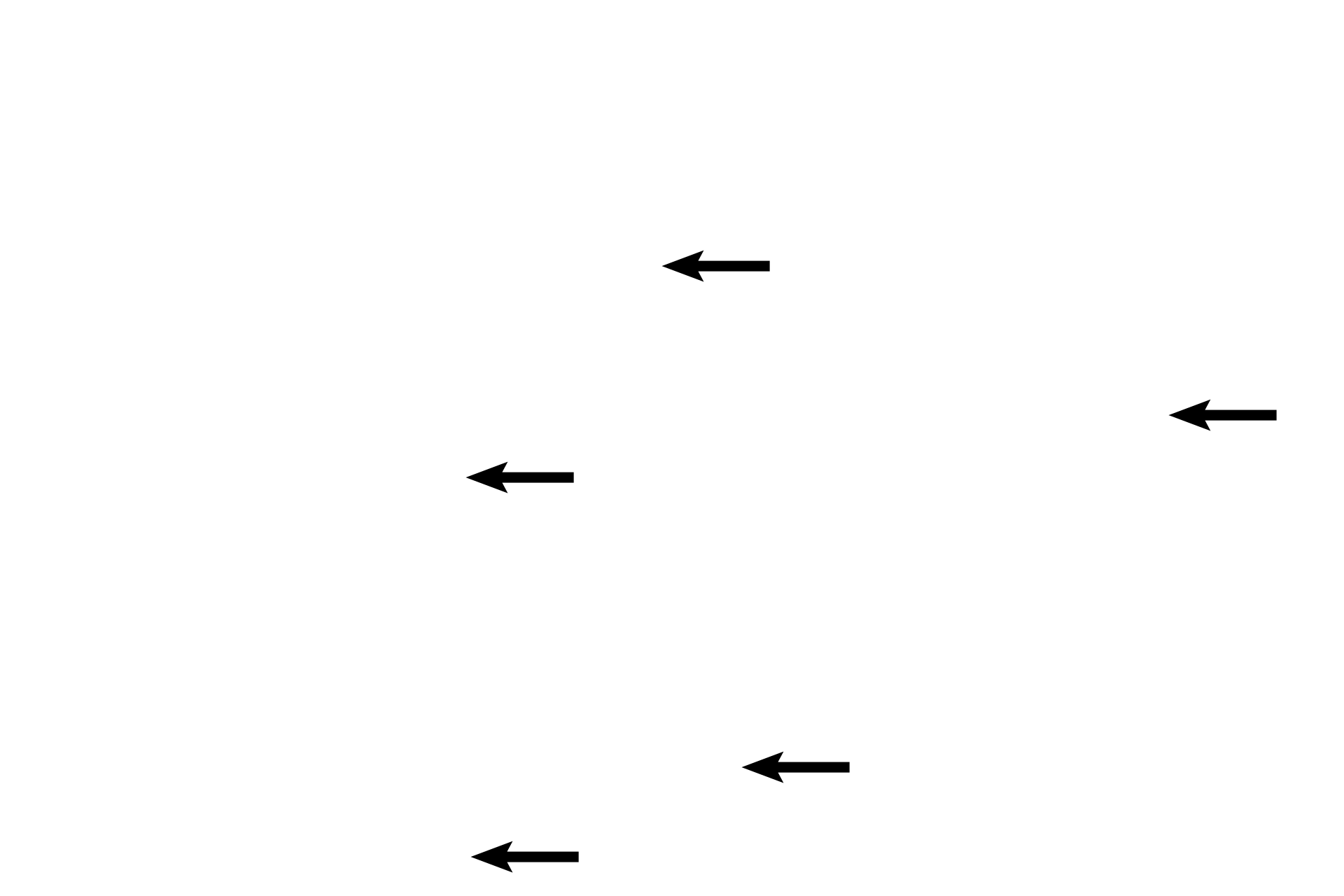 Blood cells <p>The components of the alveoli and the interalveolar septa are illustrated in this image. 1000x</p>
