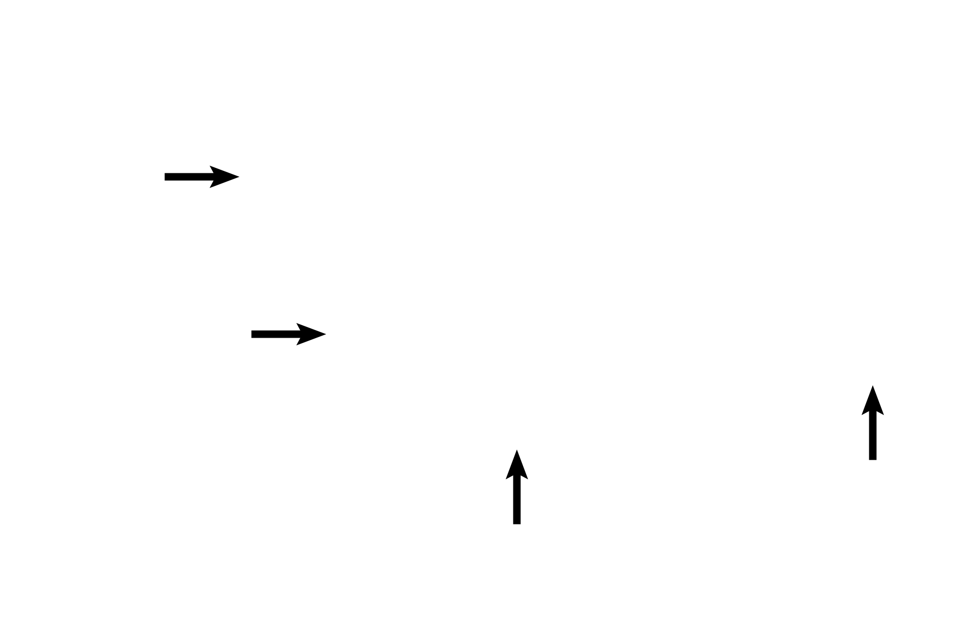 Elastic fibers <p>This transition shows the simple columnar ciliated epithelium of the terminal bronchiole continuing into simple cuboidal epithelium with scattered cilia of the respiratory bronchiole. Club cells are present in both passages, as are longitudinally arranged elastic fibers in lamina propria and a thin muscle layer. 400x</p>
