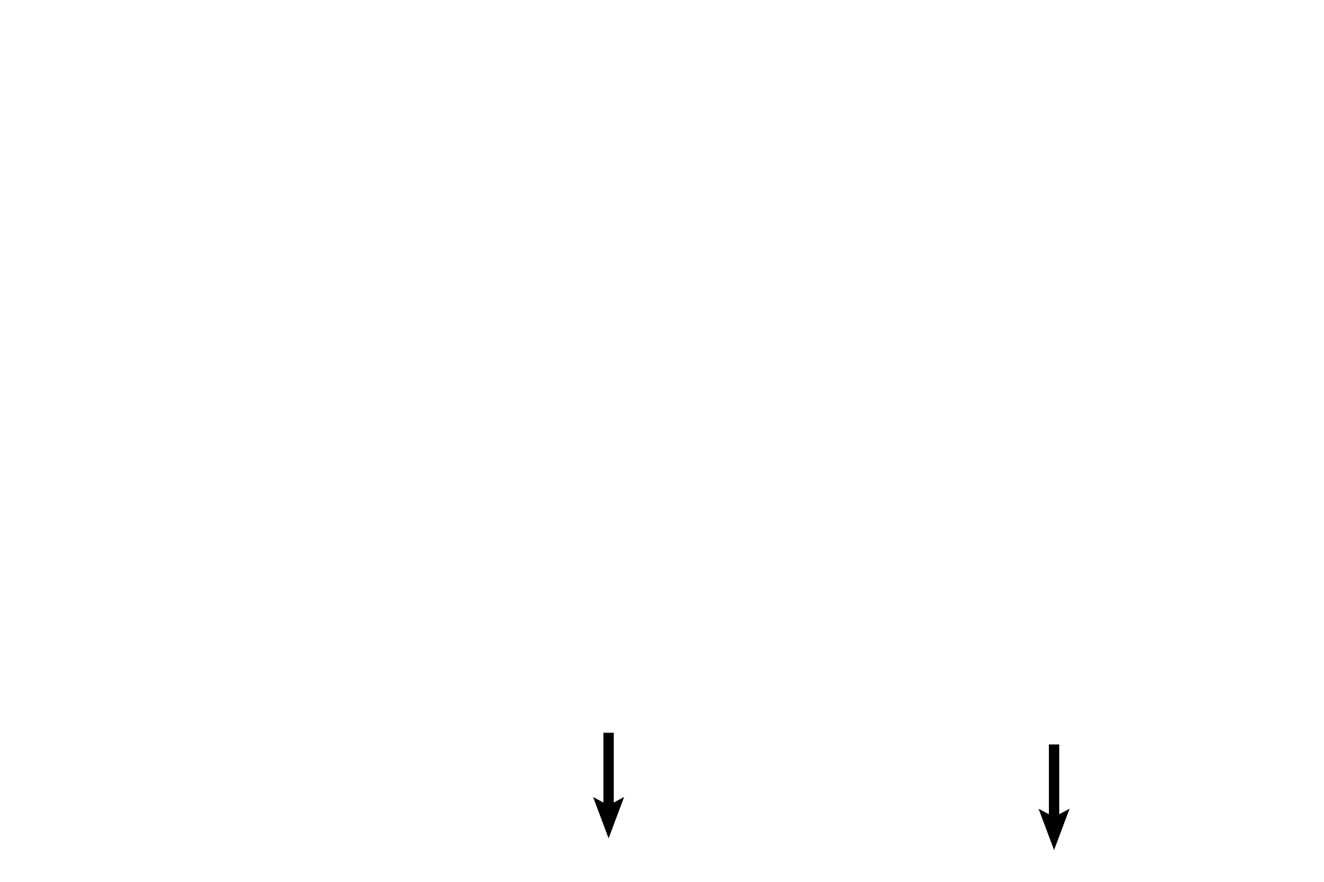 Connective tissue > <p>Another layer of loose connective tissue surrounds the outer surface of the cartilage. </p>
