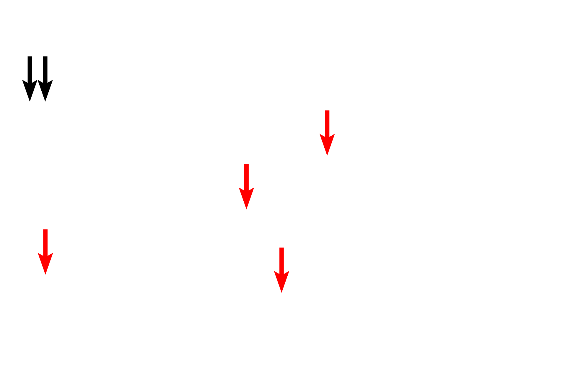 Specific granules > <p>The contents of the specific granules of eosinophils have powerful cytotoxic effects on protozoan and helminthic parasites. These granules stain intensely with eosin and contain a crystalloid body that is responsible for the refractivity of the granules seen by light microscopy.</p>
