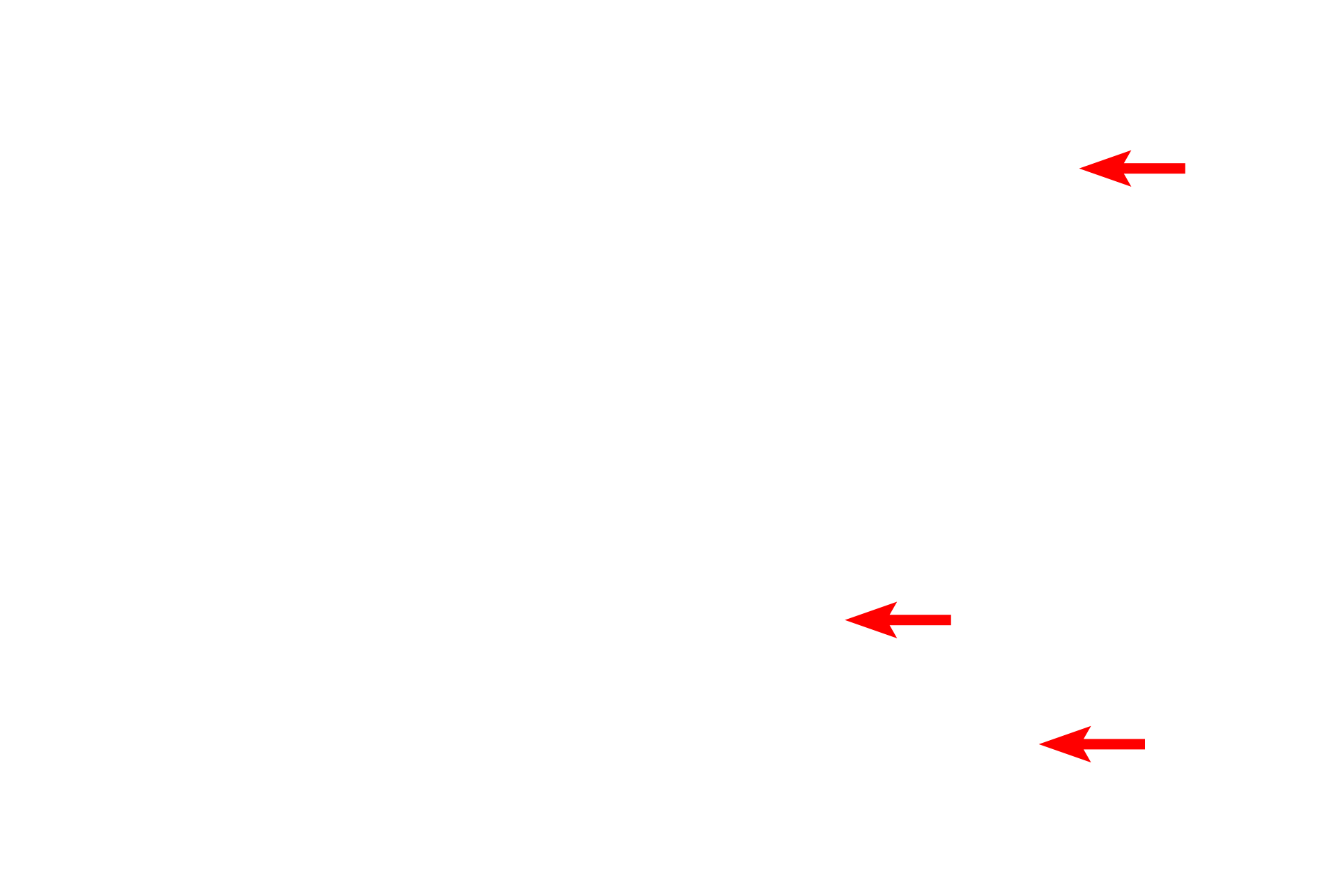  - Mitochondria <p>This electron micrograph reveals the neutrophil granules. There are two types of granules, azurophilic (primary) granules that contain myeloperoxidase and specific (secondary) granules that are more numerous and contain a variety of antimicrobial enzymes. It is often difficult to distinguish the granule types without special histochemical stains.</p>

