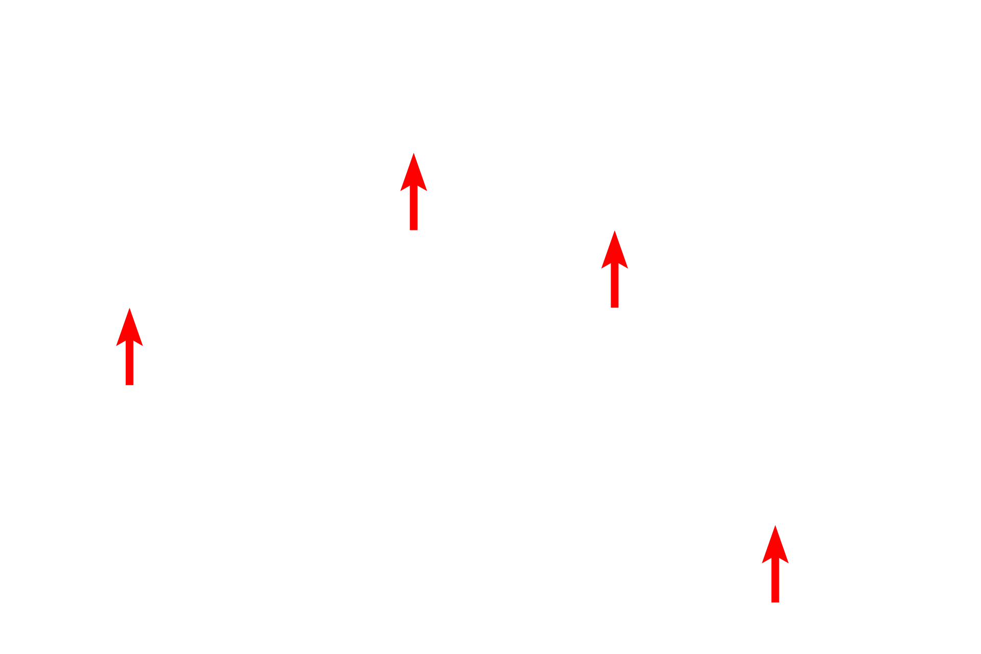 Fibroblast nuclei <p>The dermis of the skin is composed of loose connective tissue interfacing with an underlying dense irregular connective tissue.  The loose connective tissue is more cellular, with smaller caliber collagen and elastic fibers than the coarser, dense irregular connective tissue.  This toluidine blue-stained section shows the elastic fibers to advantage.  1000x</p>
