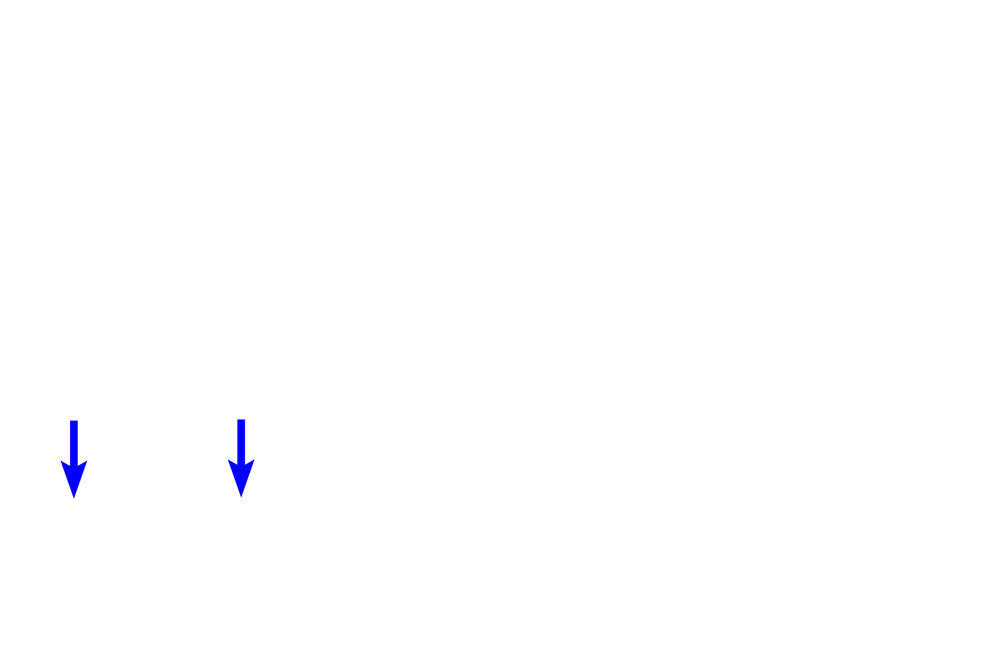 Smooth muscle <p>In the small intestine, a loose connective tissue lies beneath the epithelium and surrounds many glands associated with the epithelium. In this position, loose connective tissue allows for cell migration and diffusion and provides cushioning and support for the epithelium and glands. Loose connective tissue also contains phagocytic and immunoresponsive cells. 100x, 400x</p>
