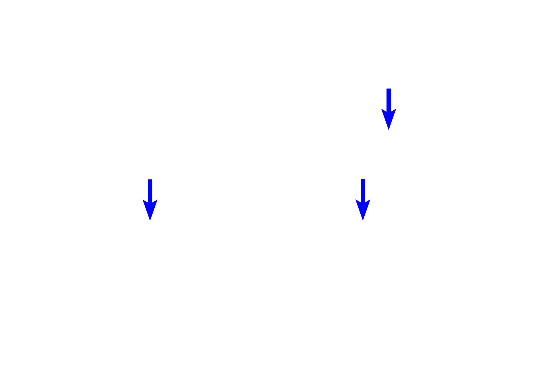 Blood vessels <p>The structure of connective tissue proper varies according to the needs of the tissue. Loose connective tissue allows for diffusion of nutrients and migration of immune cells as wells as providing delicate padding beneath epithelia and around glands and vessels. Dense connective tissue is found where greater strength or support is needed, such as the deep layers of the skin and walls of organs. It also forms tendons and ligaments. Skin 400x</p>
