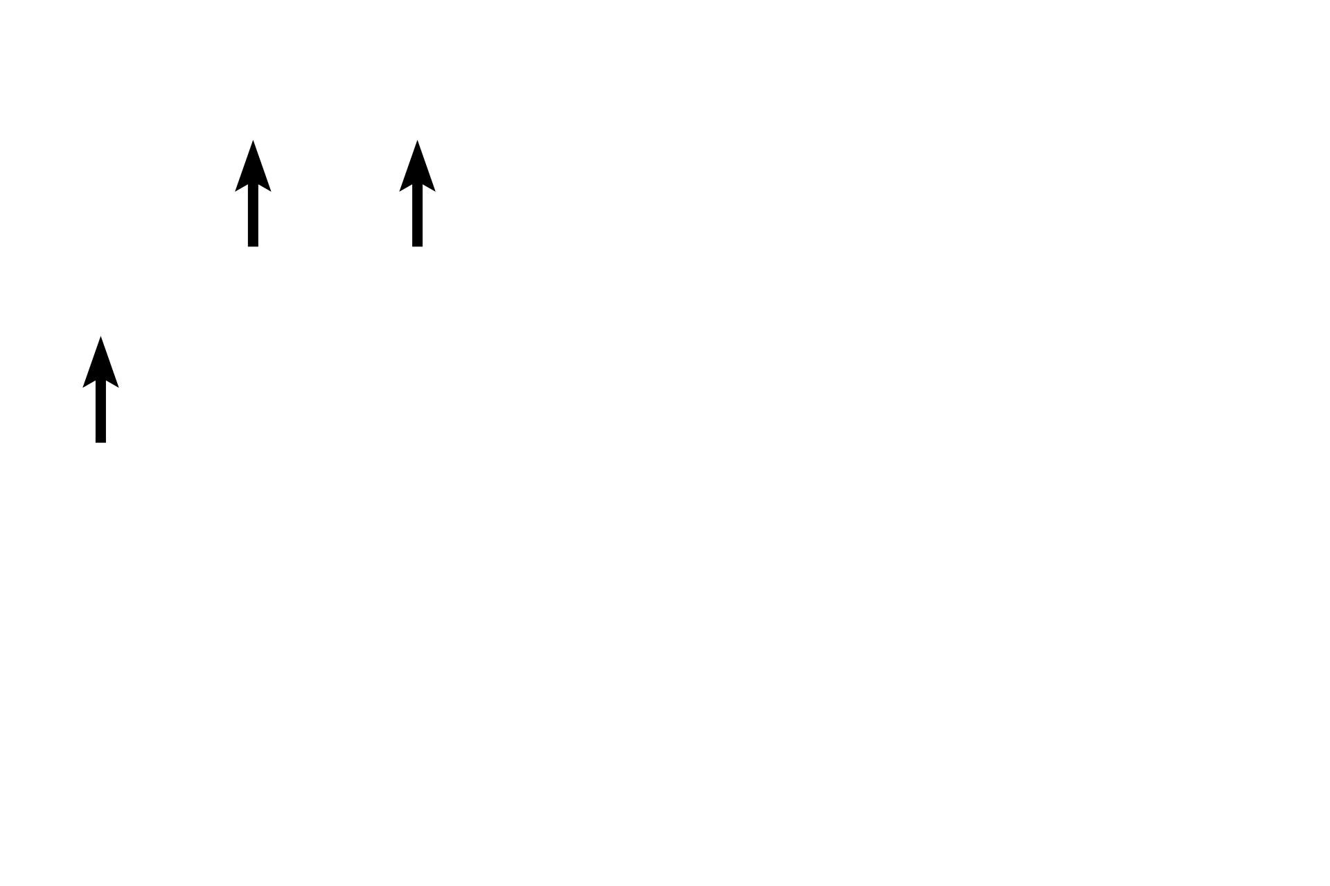Adipocytes <p>Connective tissue consists of cells and an extracellular matrix composed of fibers (collagen, reticular and elastic), ground substance and tissue fluid. Ground substance, primarily proteoglycans, is present as a gel in connective tissue proper, where it surrounds cells and fibers, and serves as padding between other tissues and organs of the body. 400x, 400x</p>

