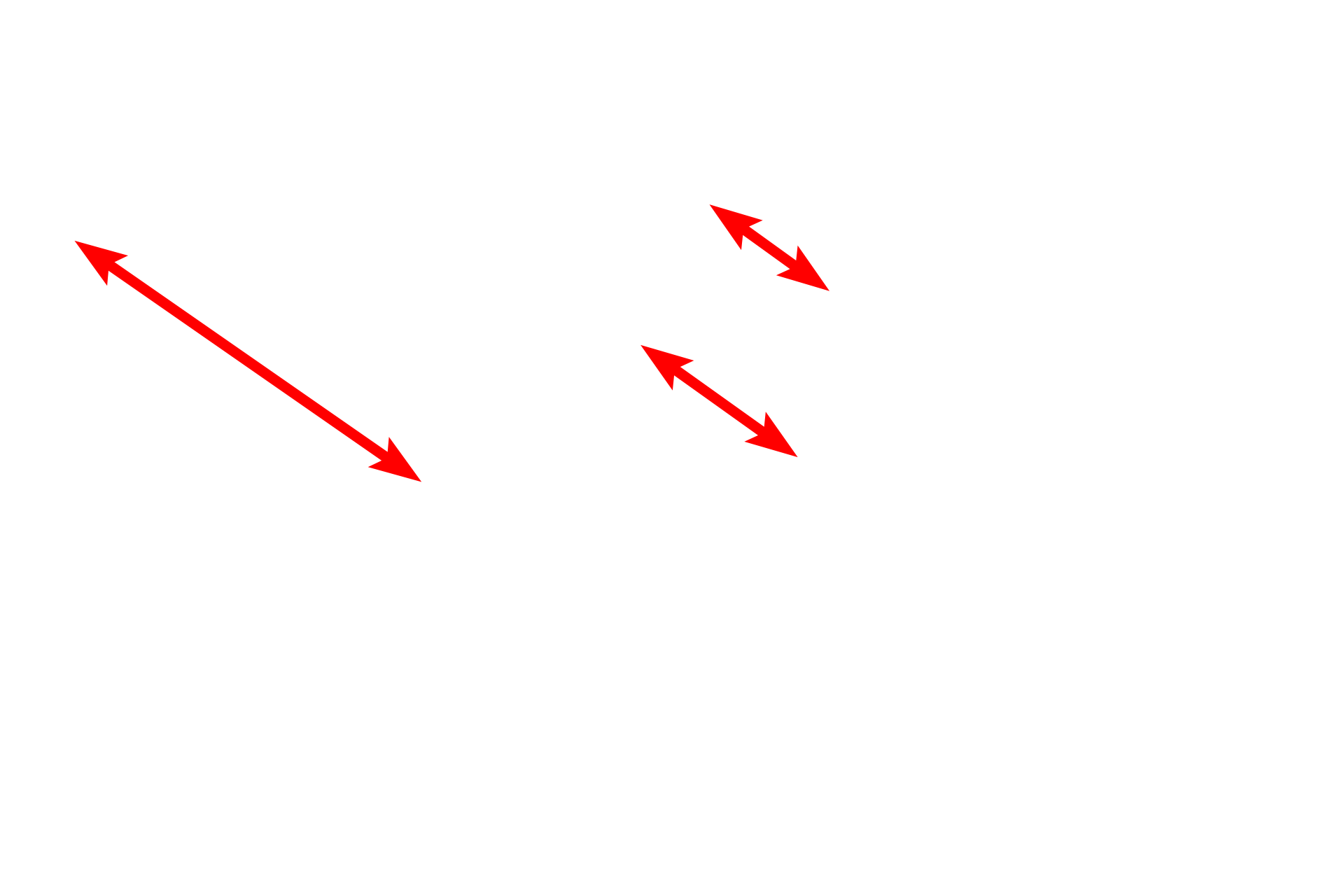 Collagen fibers <p>Elastic and collagen fibers are shown in this electron micrograph of dense irregular connective tissue. Both fiber types are produced by fibroblasts. Elastic fibers, which appear amorphous and more darkly stained than collagen fibers, consist of a dense core of elastin protein surrounded by a network of microfibrils. Collagen fibers consist of bundles of individual collagen fibrils. 5000x</p>
