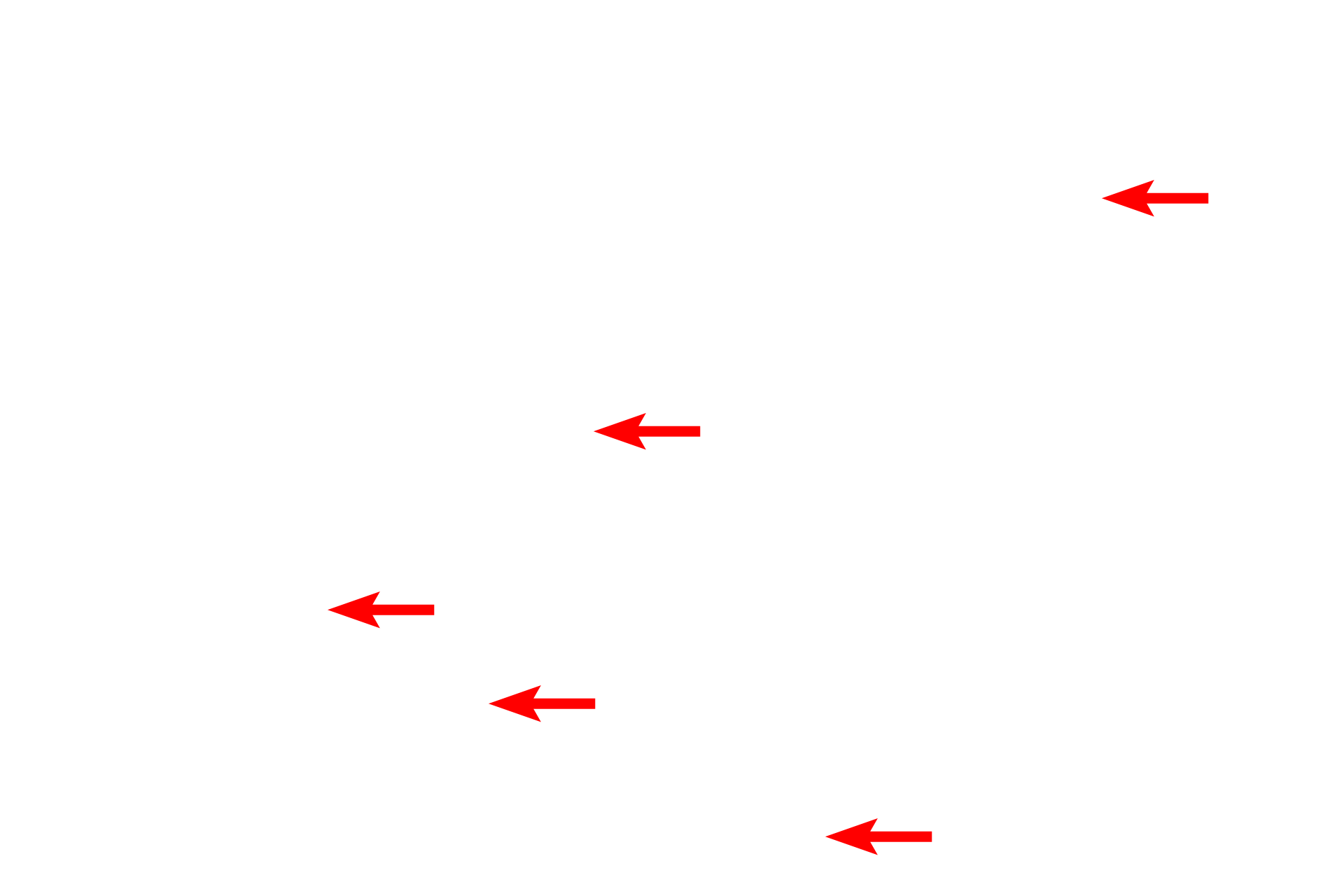 Collagen fibrils <p>This electron micrograph shows the loose connective tissue that lies beneath all epithelia. Individual collagen fibrils are visible in both longitudinal and cross section. Note the regular banding in the longitudinally oriented fibrils. In other areas, these fibrils can aggregate to form larger fibers and bundles. 25,000x</p>
