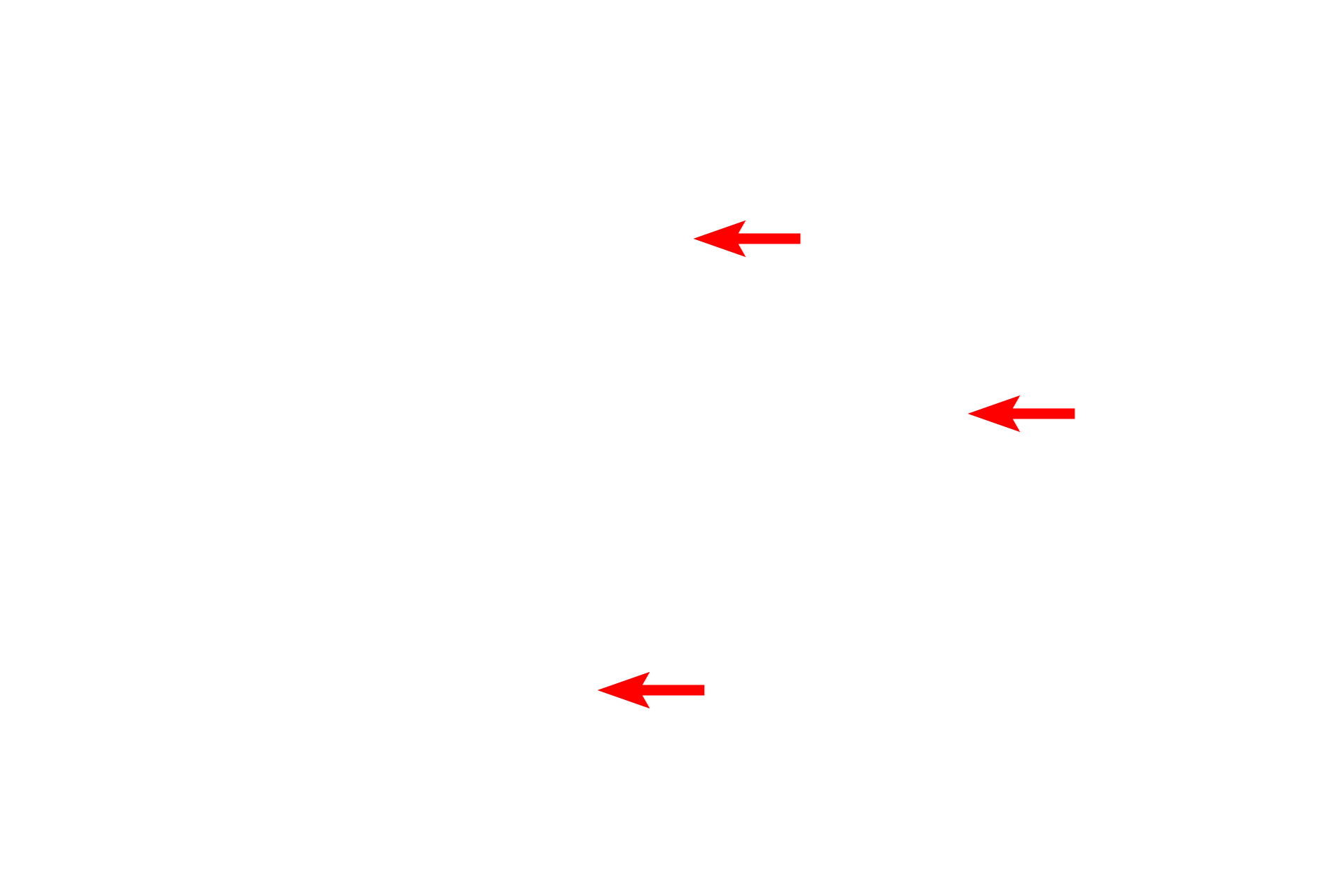 Ground substance <p>Fibroblasts secrete tropocollagen molecules that assemble into collagen fibrils, displaying a repeating 64 nm banding pattern.  There are numerous types of collagen, the most prevalent being Types I, II, III and IV.  Types I, II and III form fibrils; Type IV, a major component of the basal lamina, does not. Type I fibrils further assemble into larger fibers and bundles, which can range from 1 to 20 microns in diameter.  A small peripheral nerve is seen surrounded by a large fiber.  14,000x </p>
