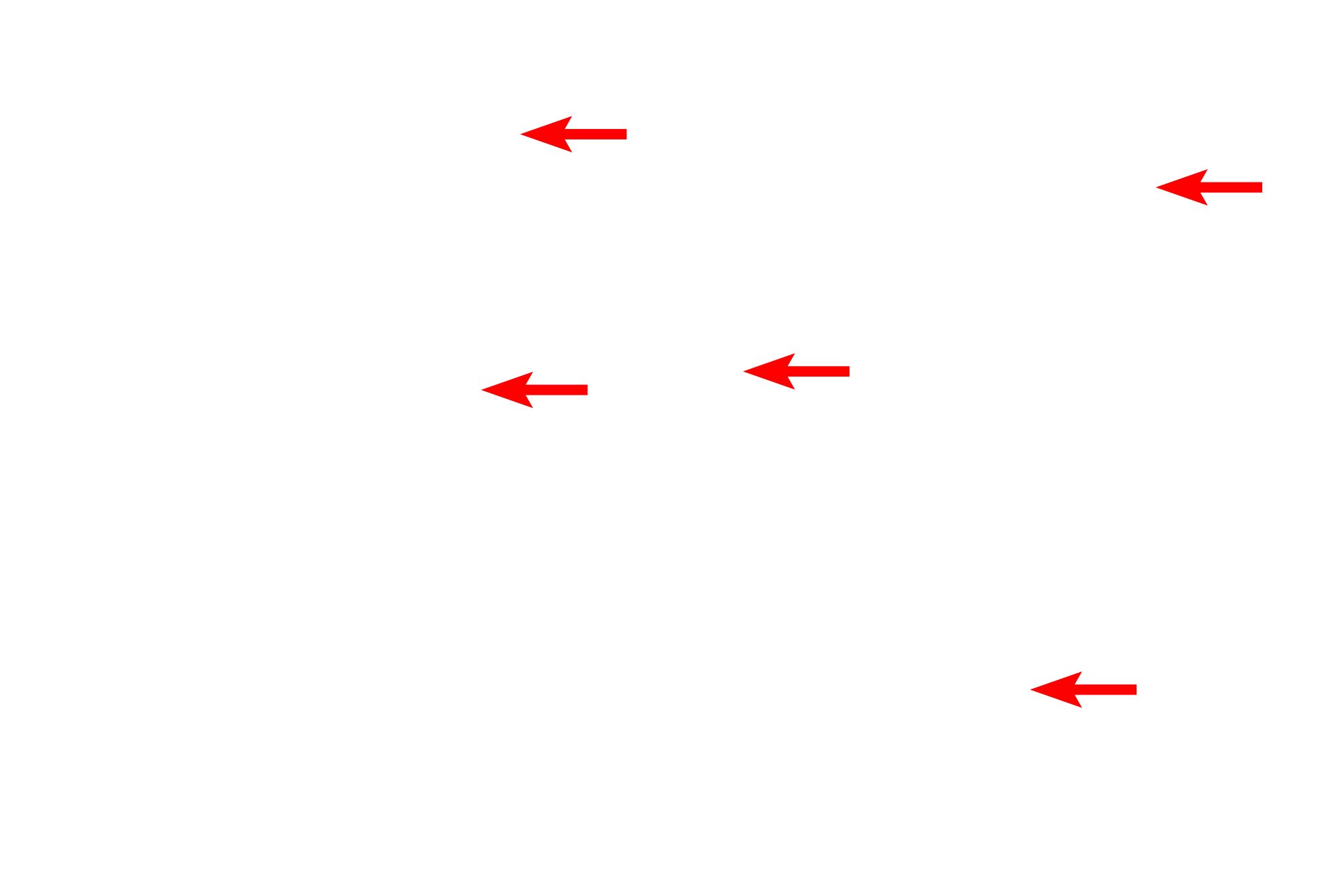 Fibroblast processes <p>This electron micrograph of dense connective tissue shows tightly packed, Type I collagen fibers with interspersed fibroblasts and their processes. 10,000x</p>
