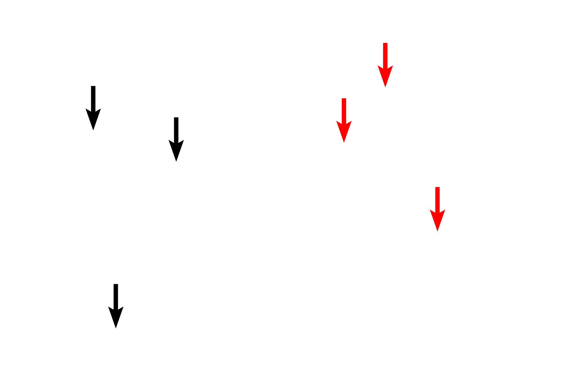 Elastic fibers <p>Elastic fibers are thin, branched and eosinophilic. They are present in most connective tissues, however, they are usually difficult to differentiate with H & E staining (left panel). The right panel shows similar tissue stained for elastin, a major protein component of elastic fibers that provides fiber elasticity. Elastic fibers are produced by fibroblasts in connective tissues and smooth muscle cells in blood vessels. Ground substance and tissue fluid fills the spaces between fibers and cells. Mesentery 1000x</p>
