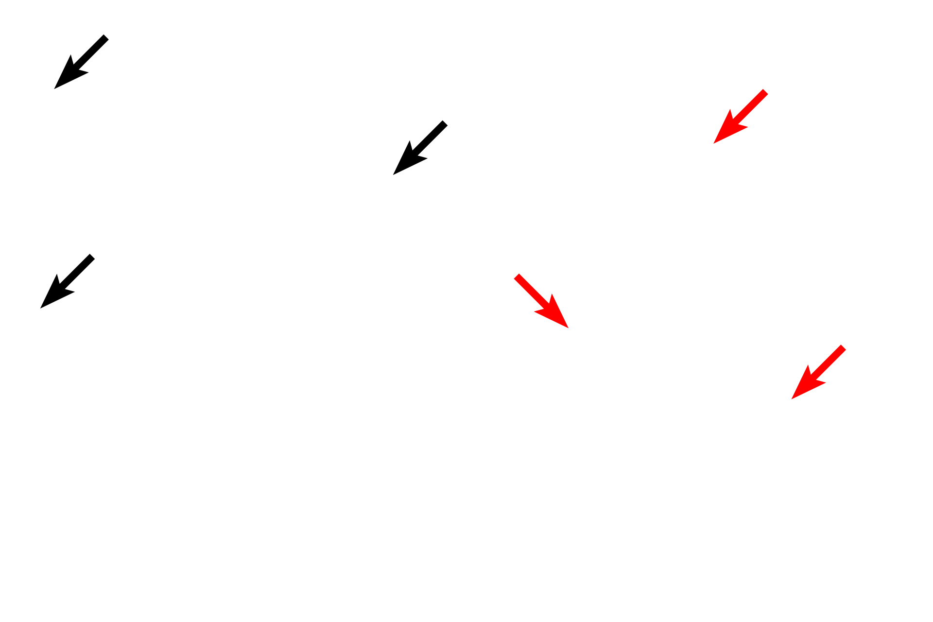 Collagen fibers <p>Elastic fibers are thin, branched and eosinophilic. They are present in most connective tissues, however, they are usually difficult to differentiate with H & E staining (left panel). The right panel shows similar tissue stained for elastin, a major protein component of elastic fibers that provides fiber elasticity. Elastic fibers are produced by fibroblasts in connective tissues and smooth muscle cells in blood vessels. Ground substance and tissue fluid fills the spaces between fibers and cells. Mesentery 1000x</p>
