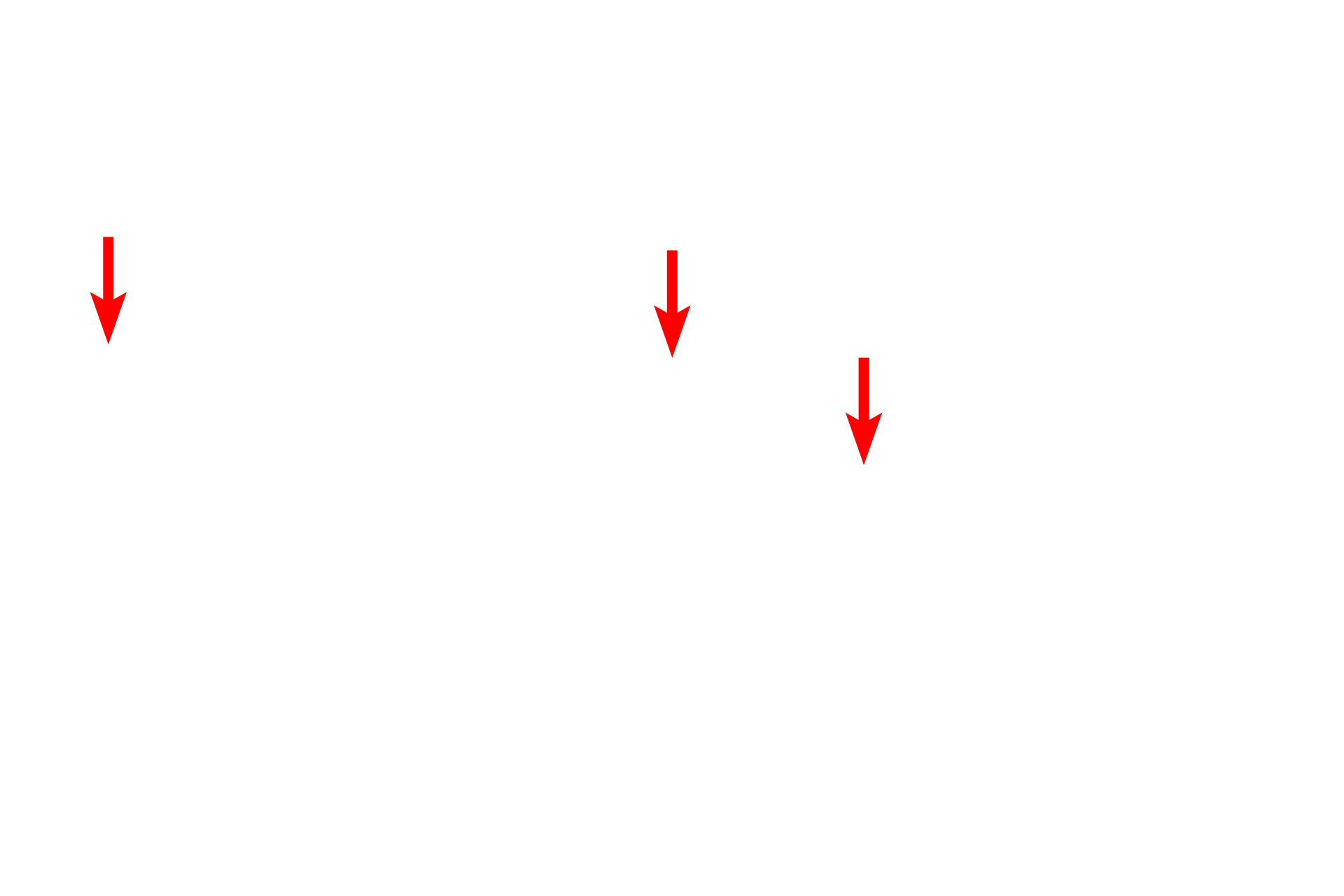 Ground substance <p>A higher magnification of Movat pentachrome-stained skin shows the interlacing nature of the collagen and elastic fibers. This arrangement of fibers provides the skin with mechanical support and strength (collagen fibers) and elasticity (elastic fibers).  1000x</p>
