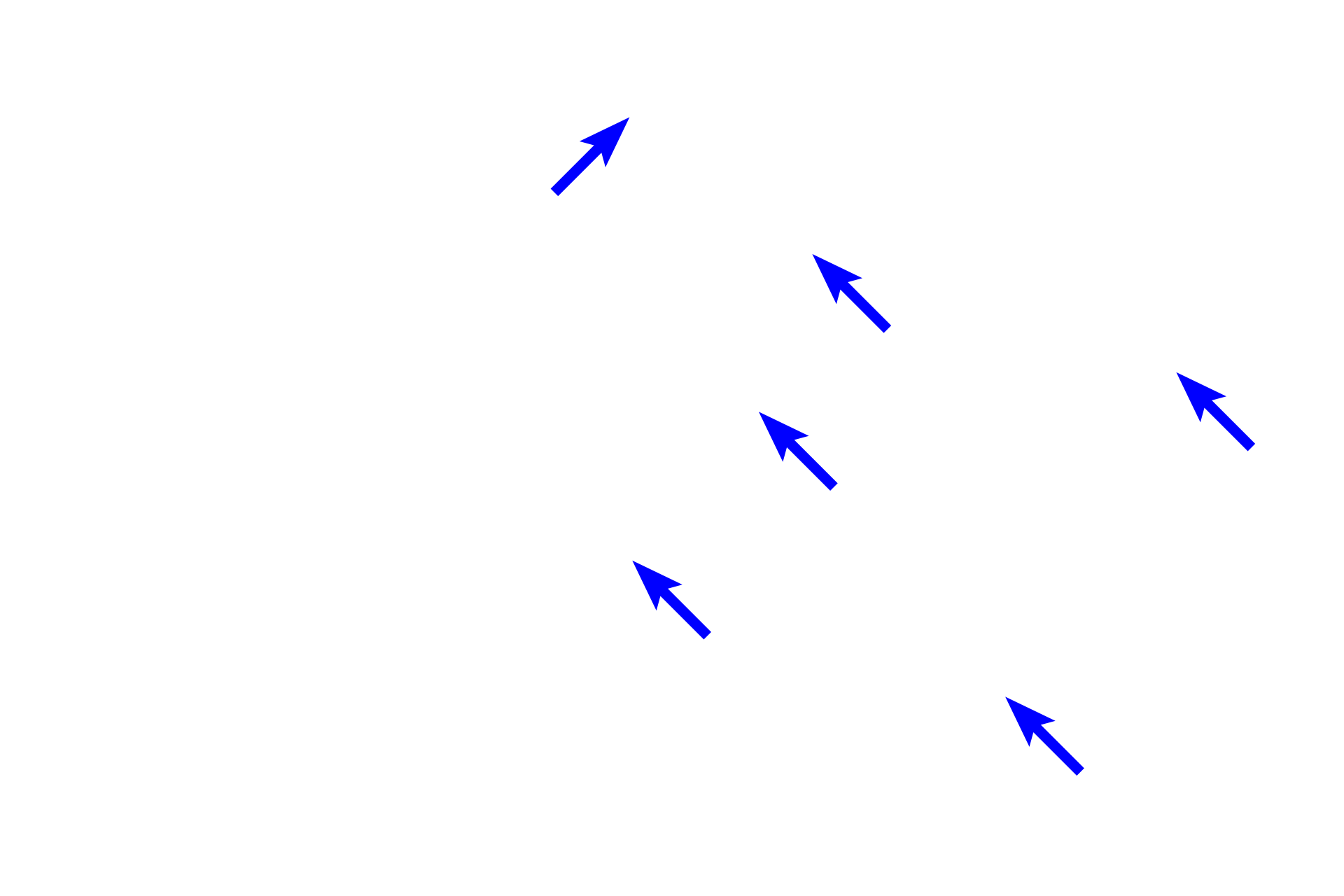 Connective tissue septa <p>White adipose connective tissue is composed of lobules of adipocytes separated by prominent connective tissue septa containing blood and lymphatic vessels. Individual adipocytes contain a single, large lipid droplet (lost during tissue processing), a crescent-shaped nucleus and cytoplasm that is flattened to the periphery of the droplet. Hypodermis 100x</p>
