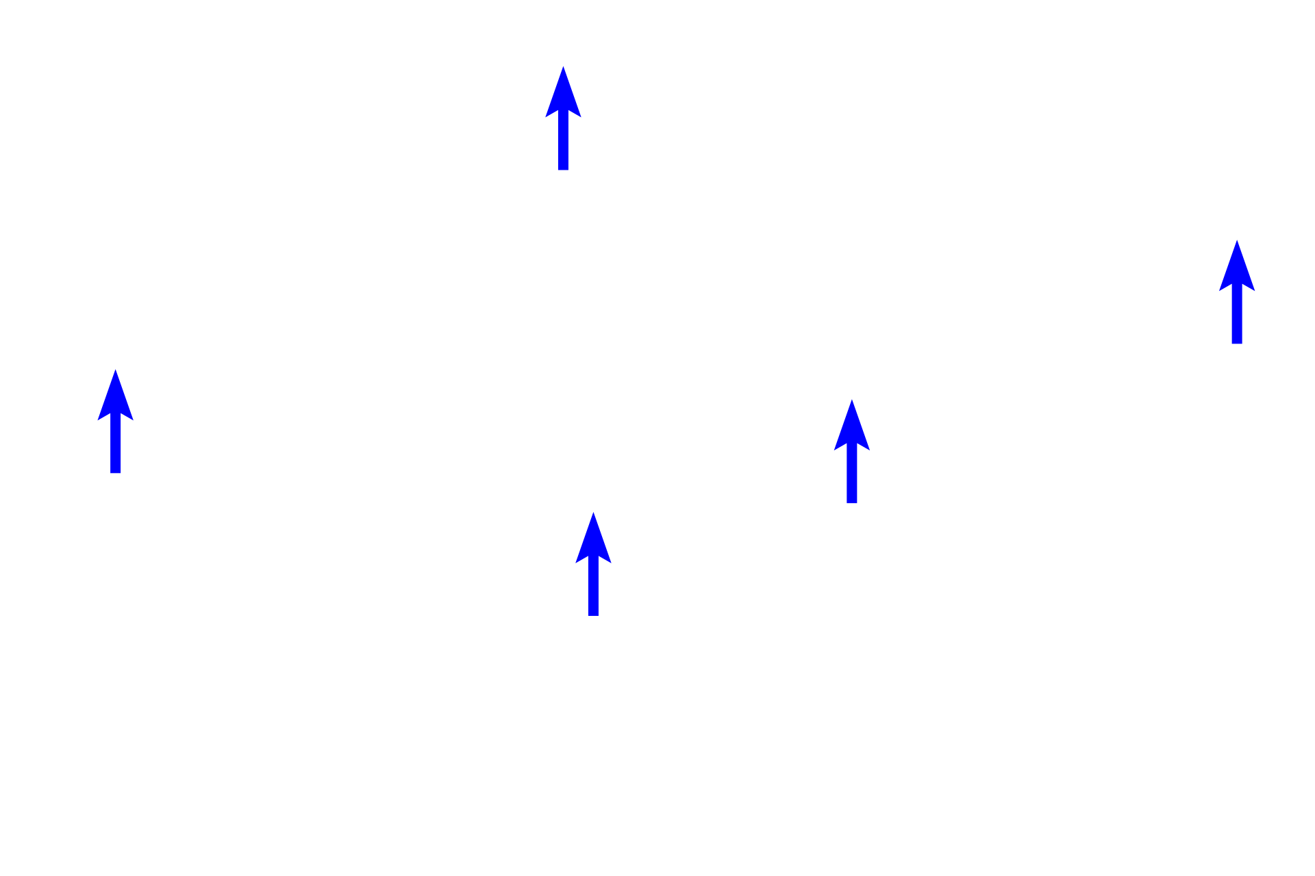 Fibroblast nuclei <p>White adipose connective tissue is composed of lobules of adipocytes separated by prominent connective tissue septa containing blood and lymphatic vessels. Individual adipocytes contain a single, large lipid droplet (lost during tissue processing), a crescent-shaped nucleus and cytoplasm that is flattened to the periphery of the droplet. Hypodermis 100x</p>
