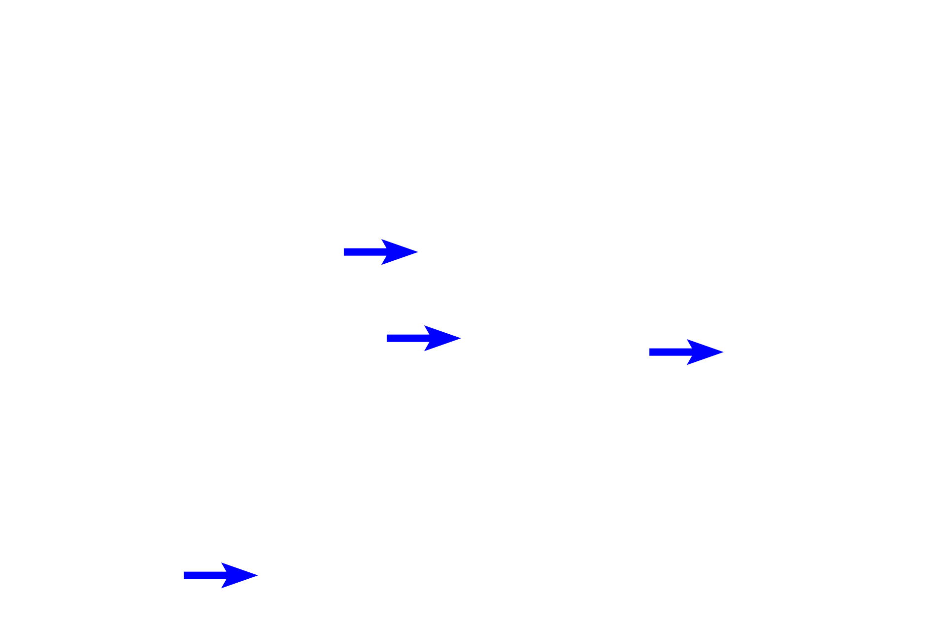 Adipocyte nuclei <p>This adipose connective tissue is white adipose tissue, made up of adipocytes with a single lipid droplet (unilocular adipocytes). White adipose tissue predominates in the adult and functions to store lipid. A second type of adipose tissue, brown adipose tissue, contains cells with multiple lipid droplets (multilocular adipocytes) and is found in infants and hibernating animals. Hypodermis 400x</p>
