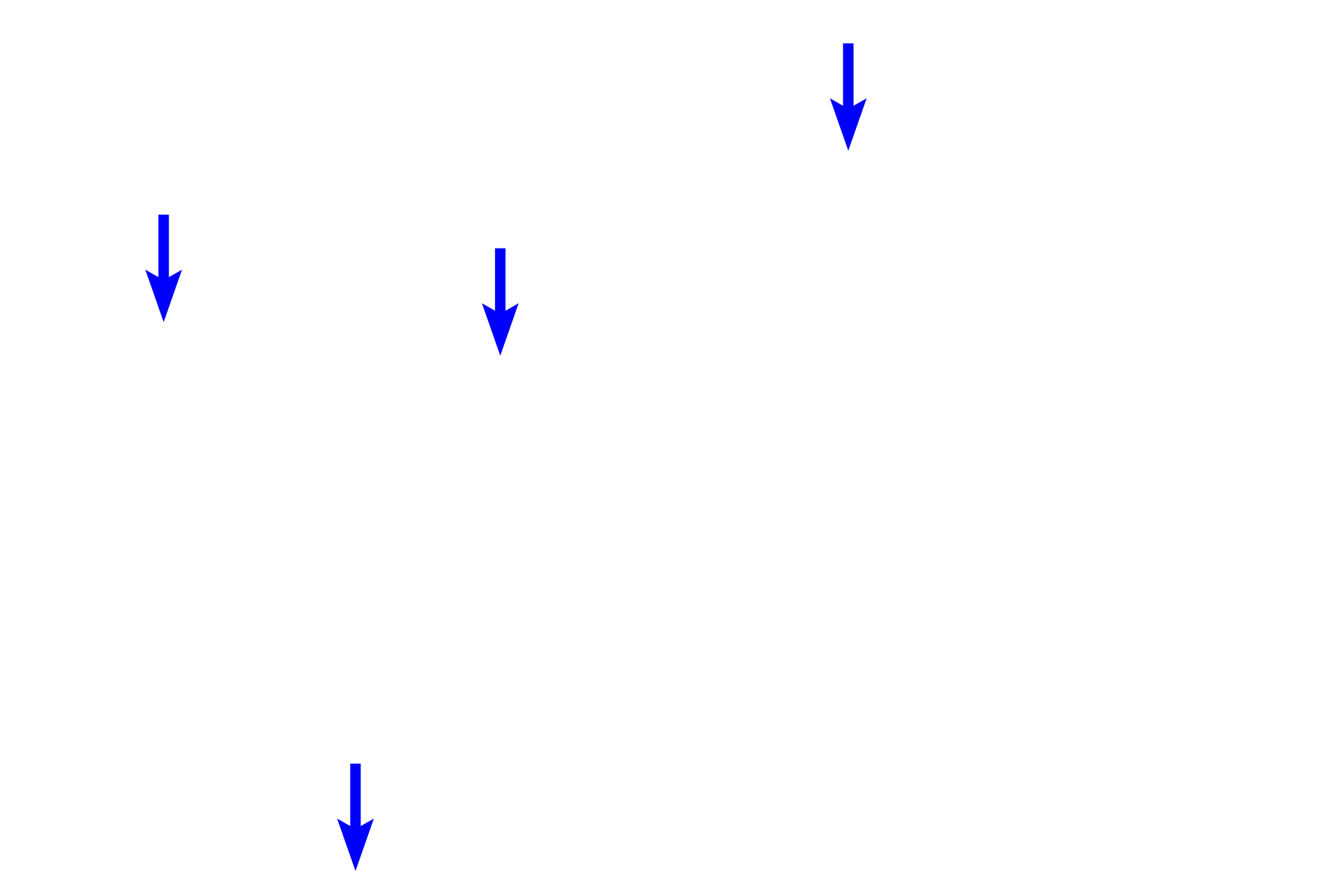 Connective tissue proper <p>A collection of adipocytes in subcutaneous tissue beneath the skin demonstrates the empty-appearing cells resulting from the loss of lipid during tissue processing. In addition to lipid storage, white adipose connective tissue in this location also serves a thermal insulating function. Hypodermis 1000x</p>
