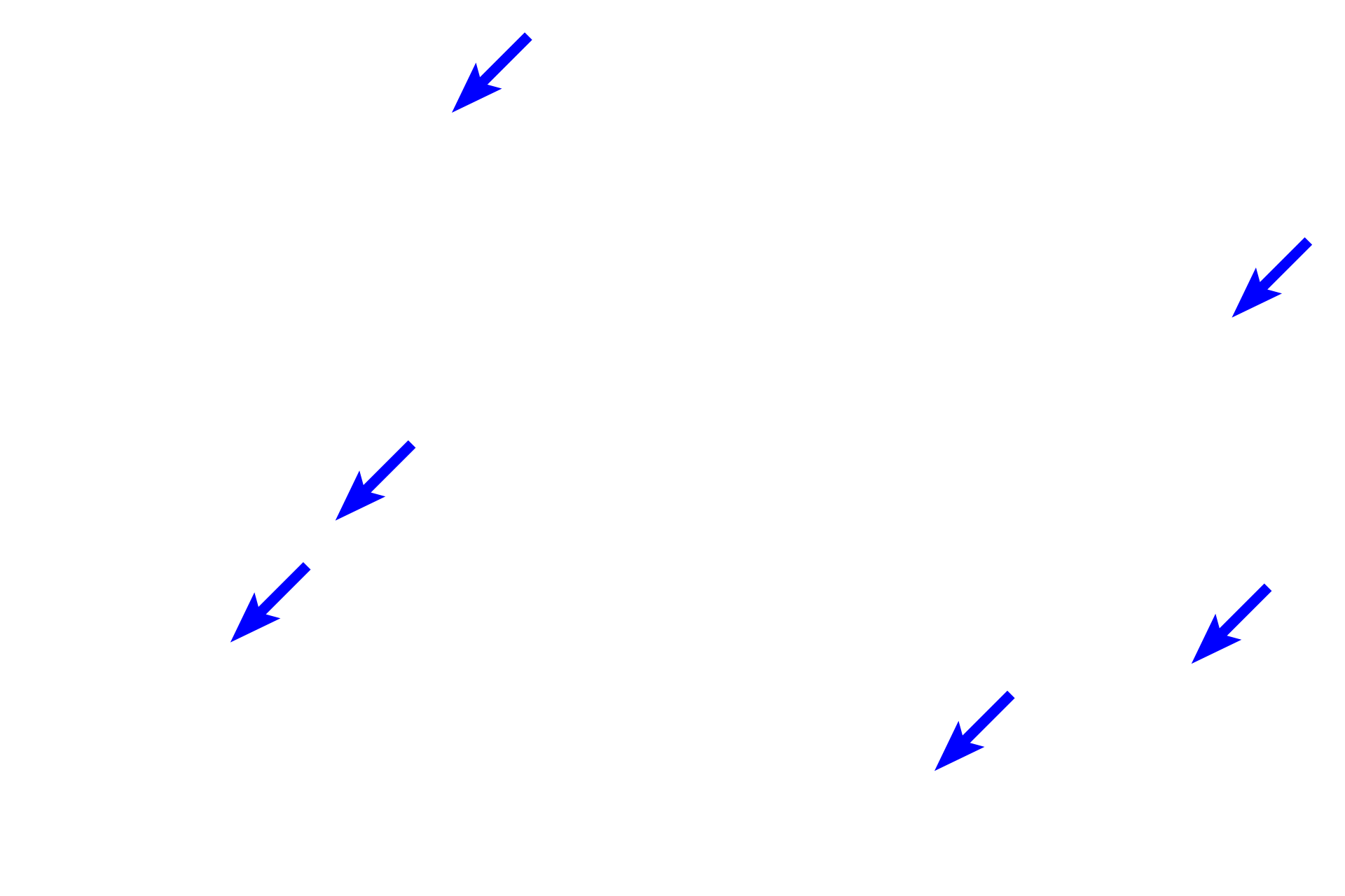 Fibers <p>Mucous connective tissue is a primitive (embryonic) connective tissue that persists in the umbilical cord.  Mucous connective tissue is composed of fibroblast-like cells, which can be spindle or stellate shaped.  They produce the surrounding, abundant, gelatinous ground substance (Wharton’s jelly) and delicate collagen and reticular fibers.  Umbilical cord  1000x </p>
