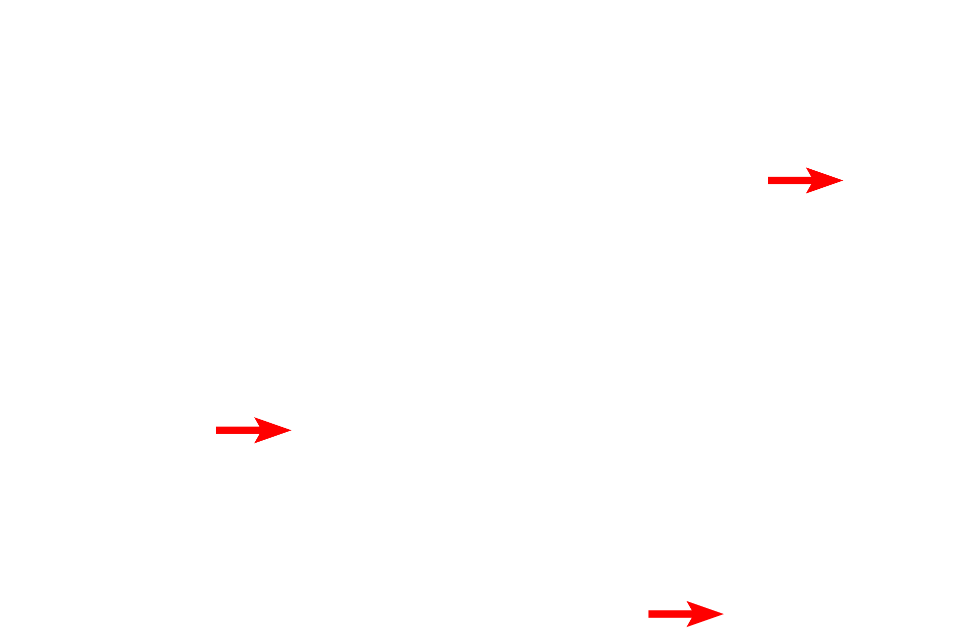 Cell processes <p>A stellate mucous connective tissue cell is seen in the center of this electron micrograph from the umbilical cord.  The euchromatic nucleus is surrounded by a pale-staining cytoplasm that contains relatively sparse organelles and glycogen.  In some cells these organelles are concentrated at the poles of the nucleus.  The extracellular matrix contains few, very thin collagen fibers and abundant, gelatinous ground substance.<br />
15,000x</p>

