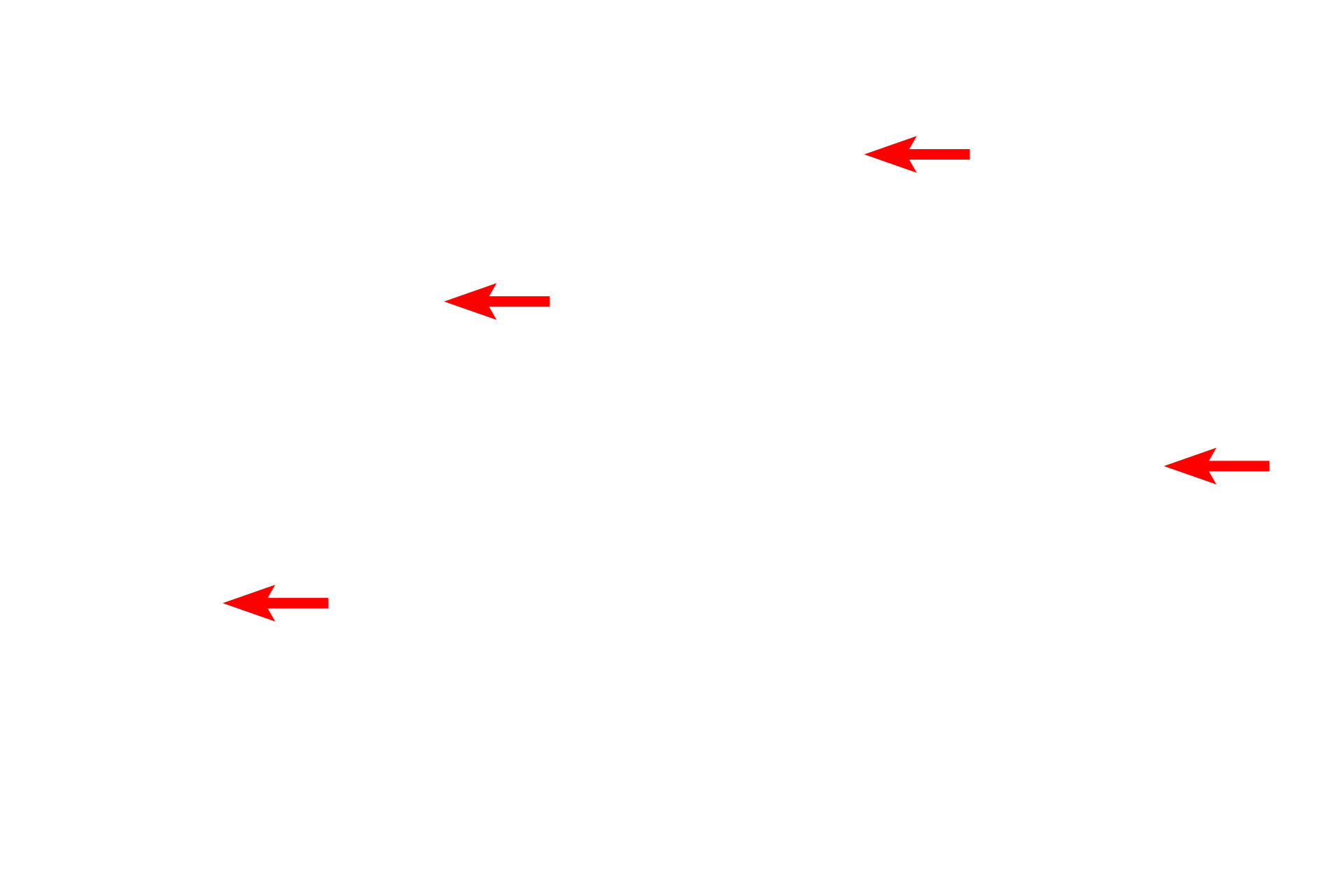 Collagen fibers <p>A stellate mucous connective tissue cell is seen in the center of this electron micrograph from the umbilical cord.  The euchromatic nucleus is surrounded by a pale-staining cytoplasm that contains relatively sparse organelles and glycogen.  In some cells these organelles are concentrated at the poles of the nucleus.  The extracellular matrix contains few, very thin collagen fibers and abundant, gelatinous ground substance.<br />
15,000x</p>
