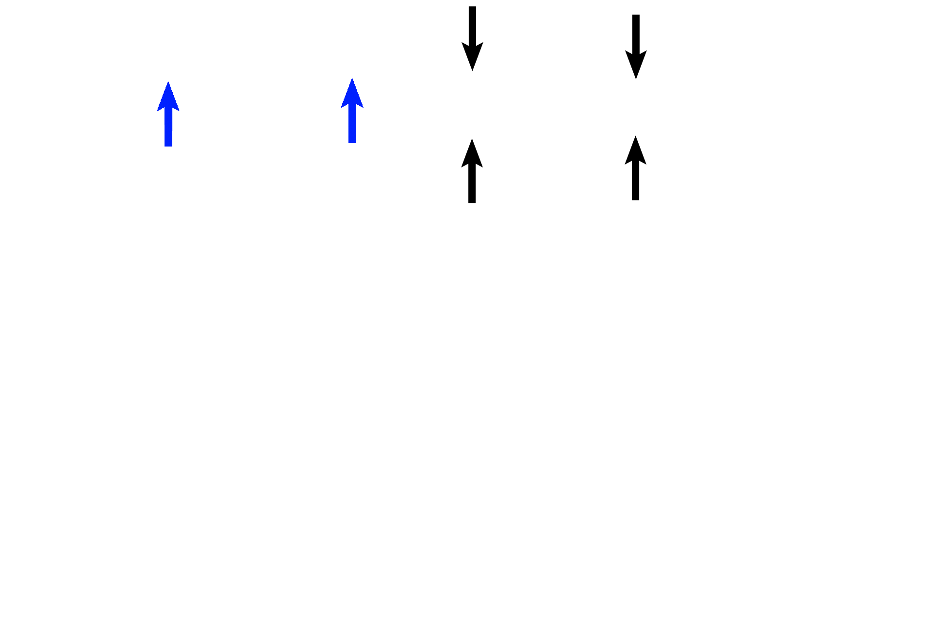 Epithelium > <p>Pseudostratified columnar epithelium (between black arrows) with cilia and goblet cells lines the trachea and primary bronchi. A prominent basement membrane (blue arrows) is typical for these two passageways.</p>
