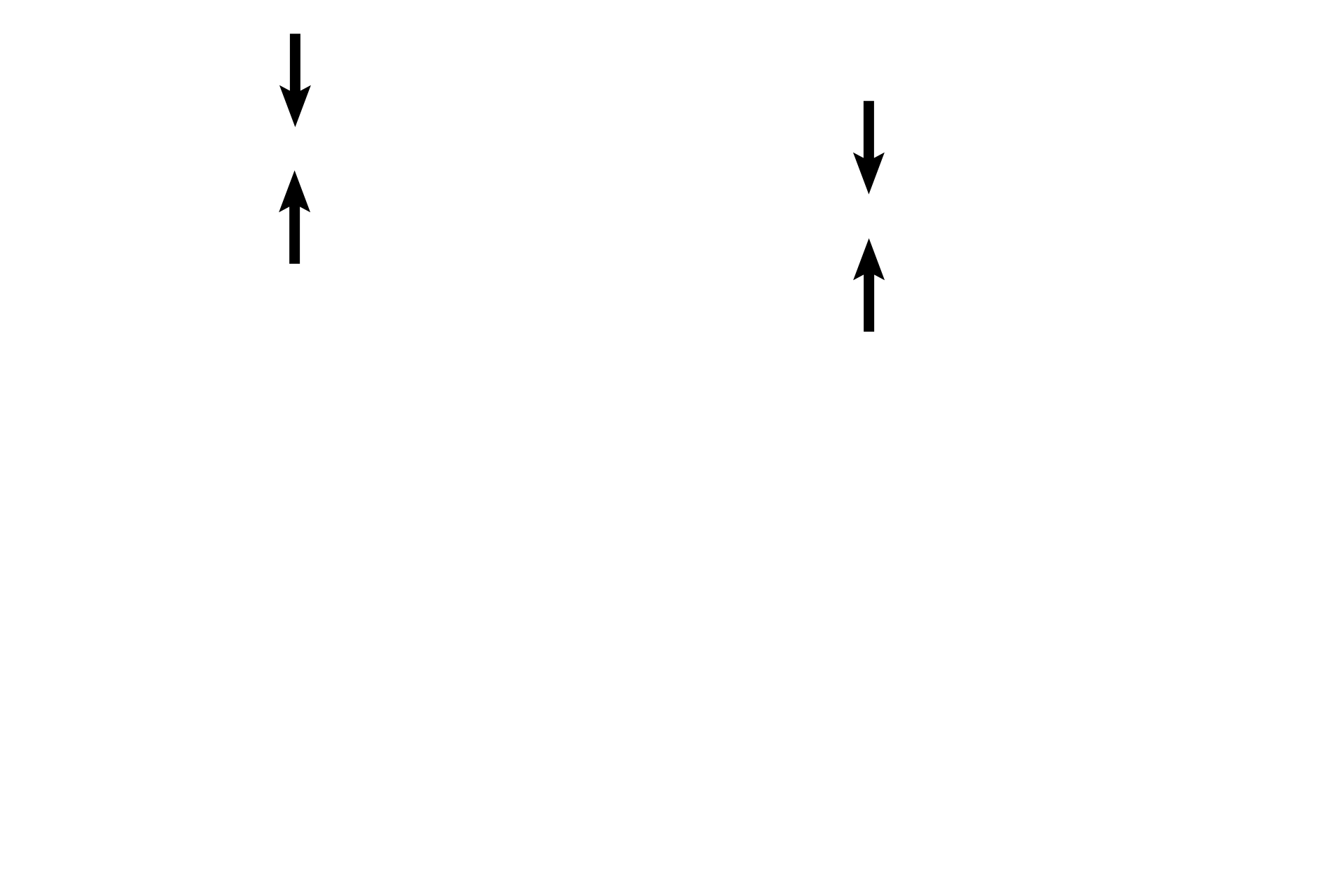  - Elastic lamina <p>A lamina propria extends from the basement membrane to the perichondrium. Elastic fibers form a distinct layer in this image, but the interlacing bundles of smooth muscle are difficult to identify</p>
