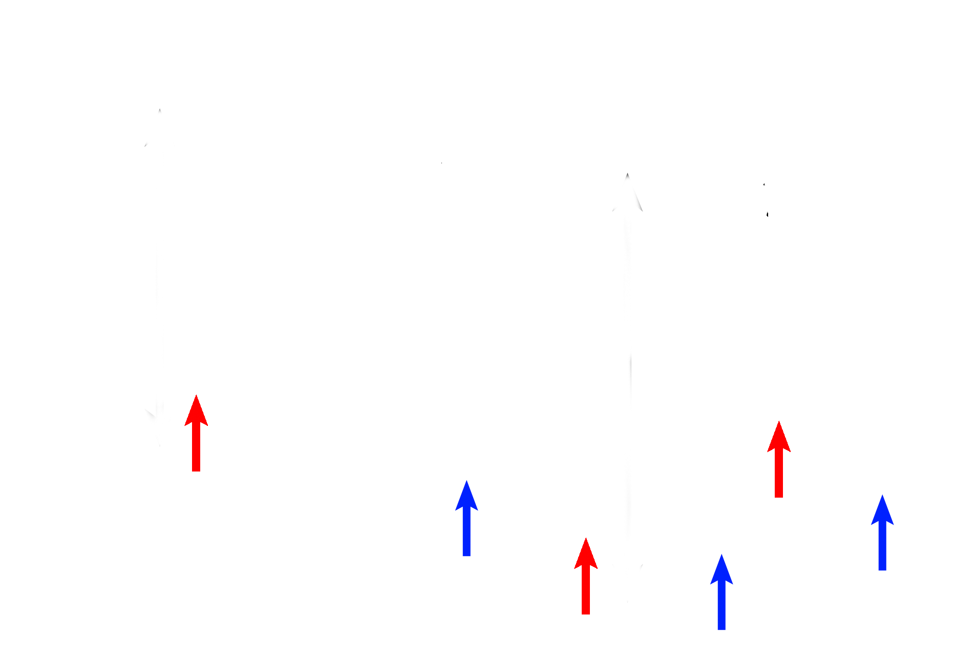  - Mixed glands > <p>Mixed glands (mucous cells, blue arrows; serous cells, red arrows) are also located in the lamina propria. Secretions from these glands provide a coating for these passsageways that entrap inhaled dust and other particulate matter.</p>
