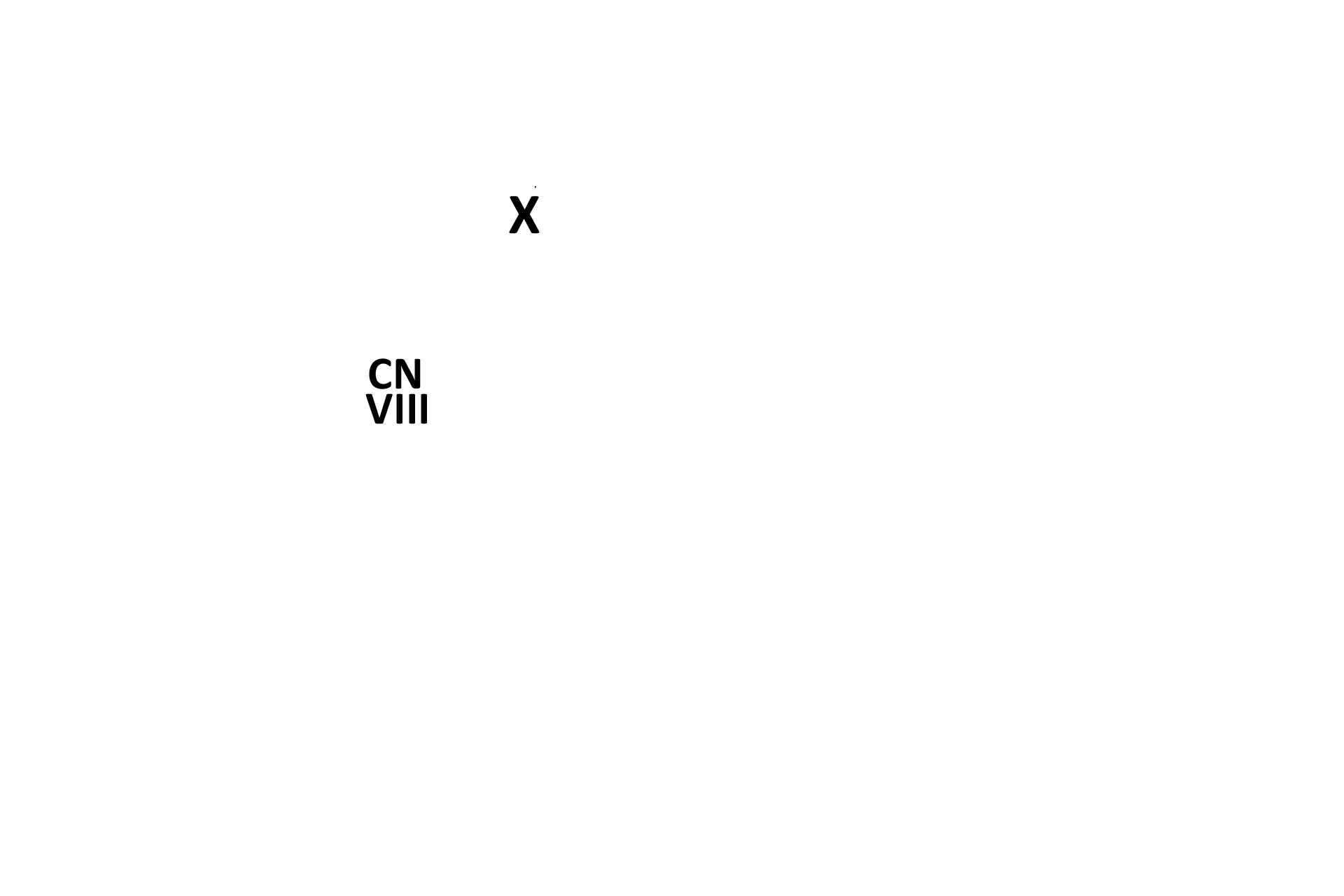 Tensor tympani and vestibulocochlear nerve > <p>The tensor tympani muscle (X) modulates excessively loud sounds by pulling the malleus away from the tympanic membrane. Cranial nerve VIII, the vestibulocochlear, transmits impulses from the maculae and christae ampullares to the brain.</p>
