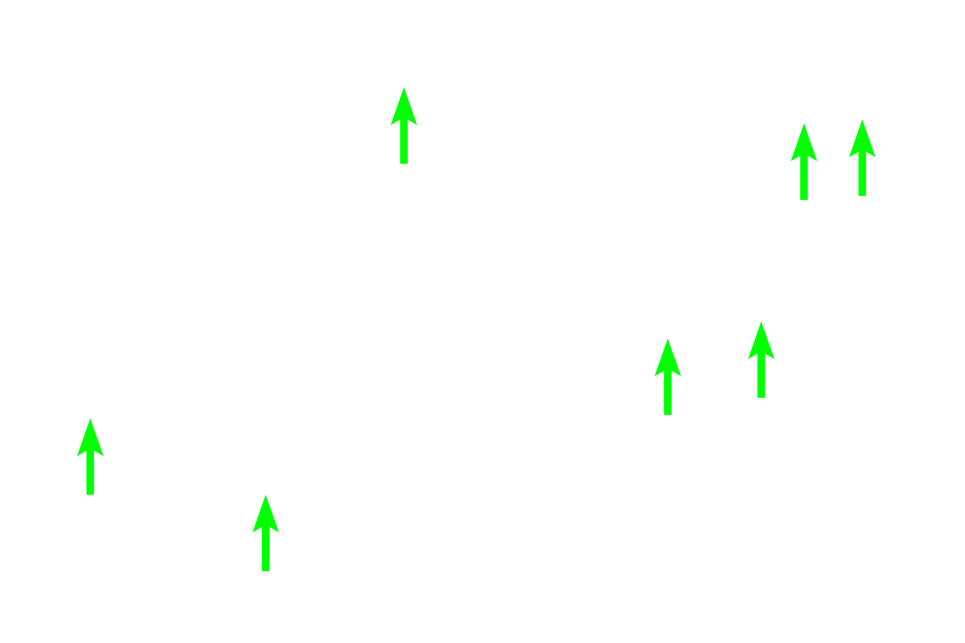 Developing granulocytes <p>Identifying specific stages of erythrocyte and granulocyte development is very difficult in tissue sections of bone marrow. That task is much easier using bone marrow smears. Several stages of erythrocyte and granulocyte development are visible in this image, each process will be described in greater detail in the following images. 400x</p>
