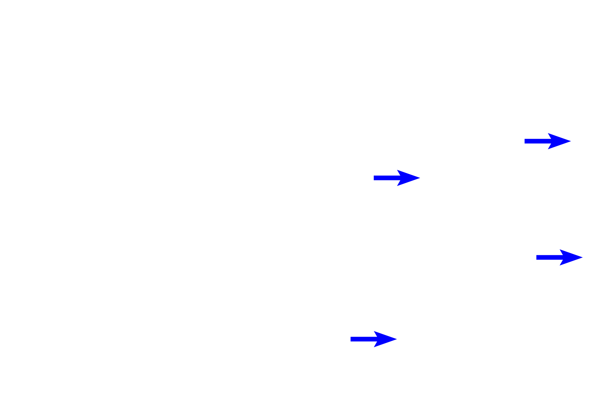 Cardiac muscle fibers of the myocardium <p>The endocardium lines the heart chambers and is continuous with the tunica intima of blood vessels; it is thicker in the atria than in the ventricles.  The endocardium consists of an endothelium (simple squamous epithelium), an underlying layer of subendothelial connective tissue that may also contain smooth muscle fibers, and a deeper layer of subendocardial connective tissue.  Elements of the conducting system of the heart, Purkinje fibers, are located in the subendocardial connective tissue layer.  10x, 400x, 400x</p>
