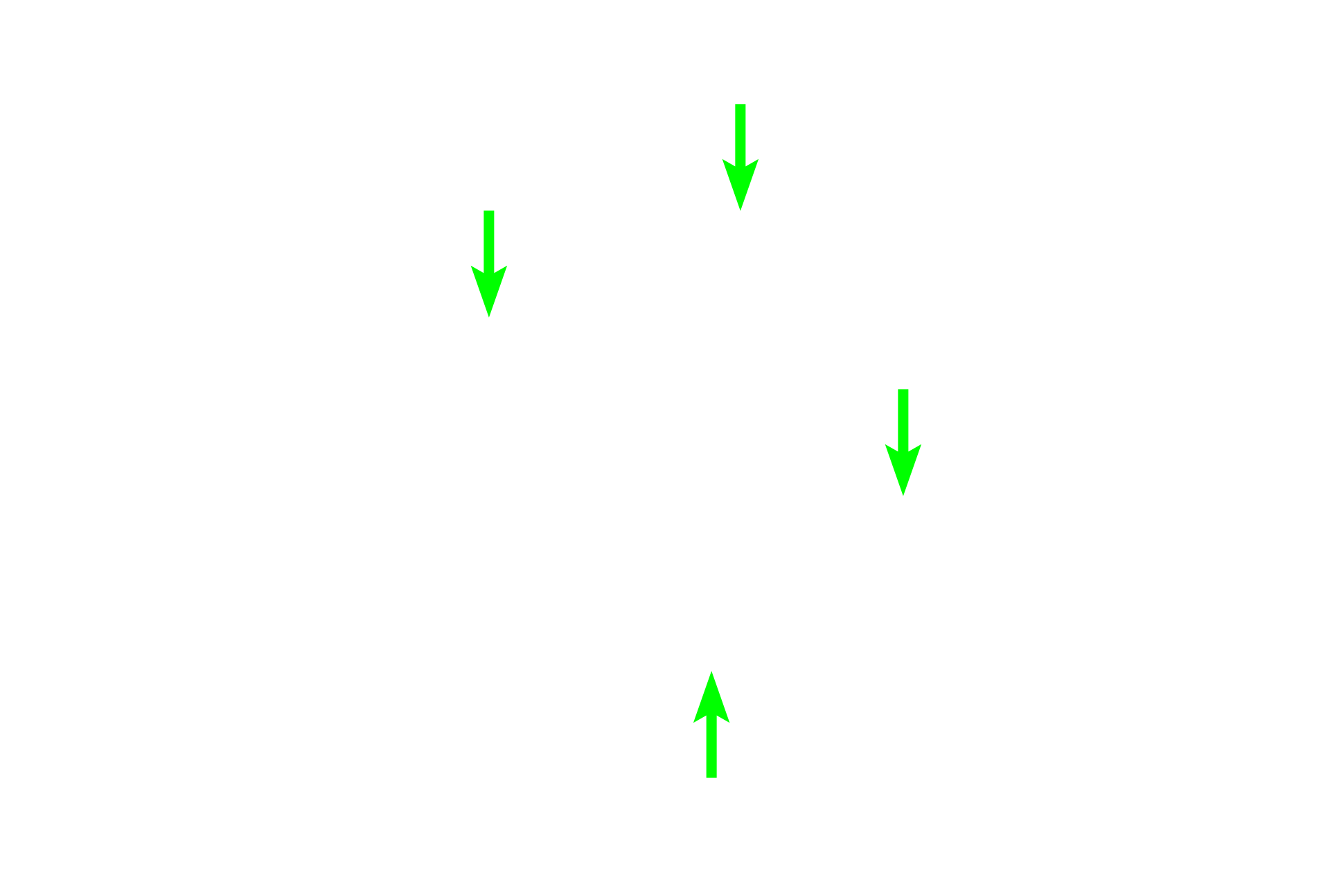 Connective tissue <p>The ureter connects the renal pelvis with the urinary bladder.  It is composed of a transitional epithelium, connective tissue layer, muscularis externa and adventitia.  100x</p>
