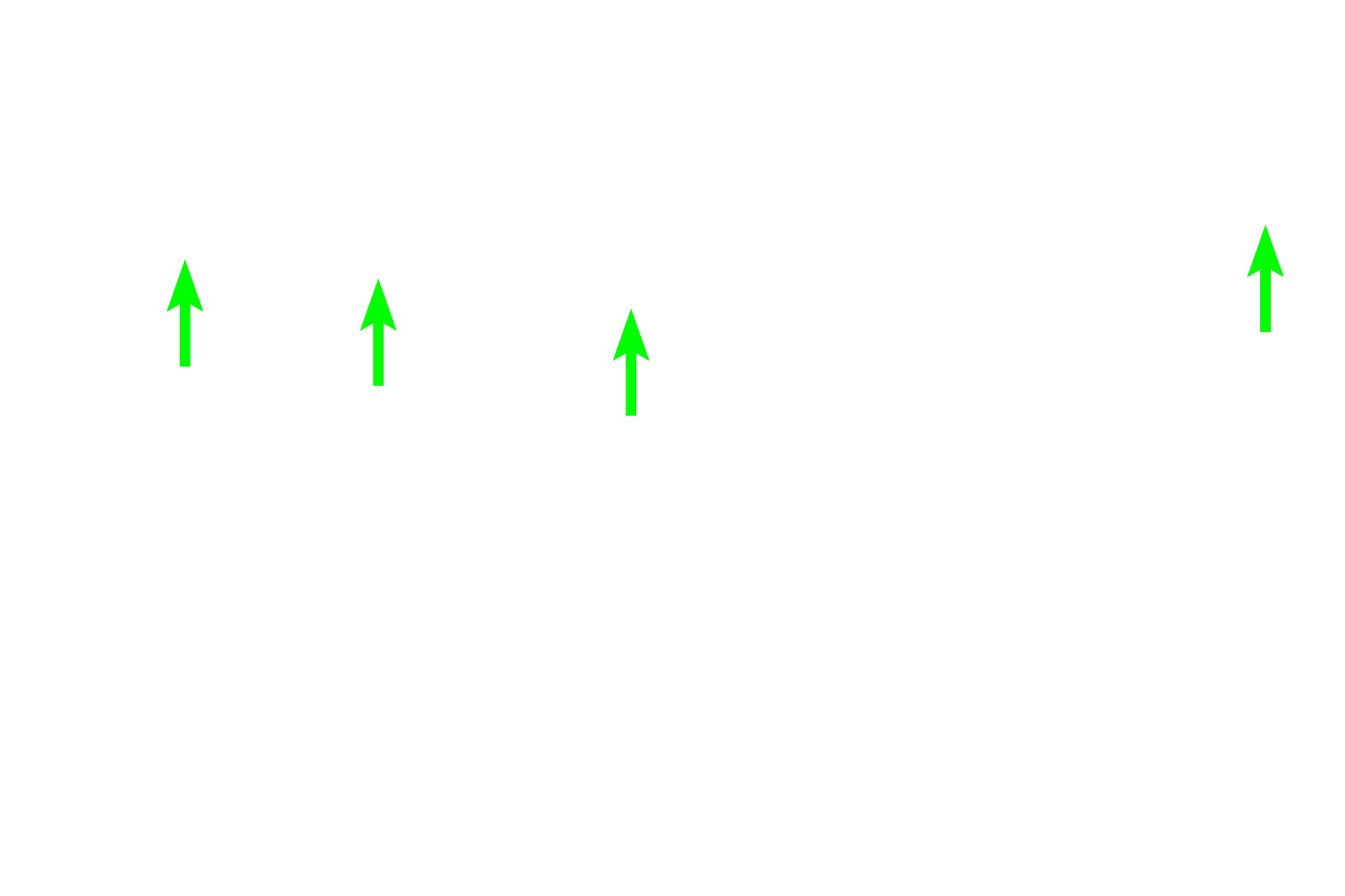 Mitochondria <p>The mucosa of the bladder has a histologic appearance very similar to that of the ureter.  Transitional epithelium has characteristic dome-shaped cells at the surface when the bladder is not distended with urine.  Dome cells are often bi-nucleated and become flattened when the bladder is distended.  A connective tissue layer (lamina propria continuous with submucosa) underlies this epithelium.  400x</p>
