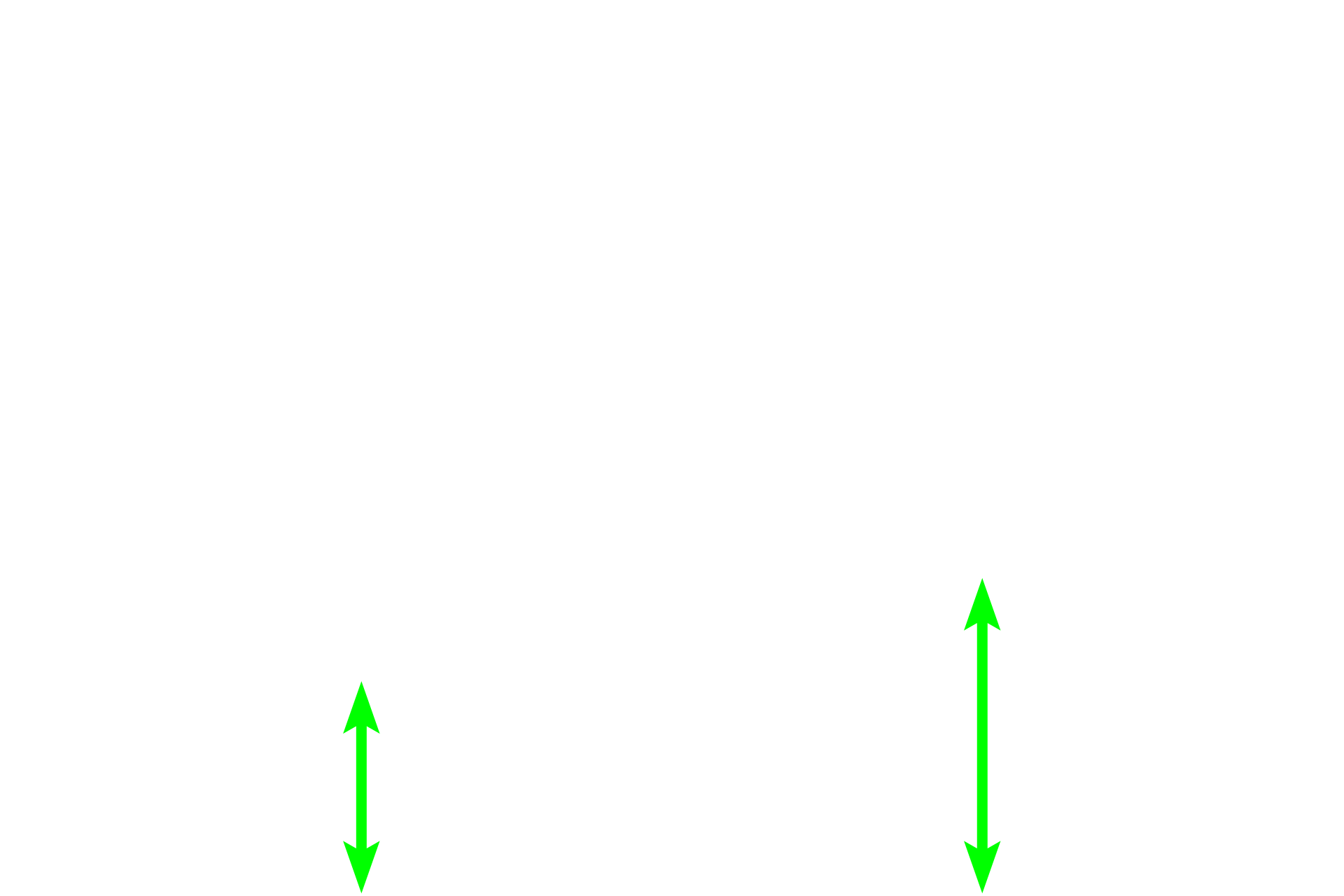 Connective tissue <p>The mucosa of the bladder has a histologic appearance very similar to that of the ureter.  Transitional epithelium has characteristic dome-shaped cells at the surface when the bladder is not distended with urine.  Dome cells are often bi-nucleated and become flattened when the bladder is distended.  A connective tissue layer (lamina propria continuous with submucosa) underlies this epithelium.  400x</p>
