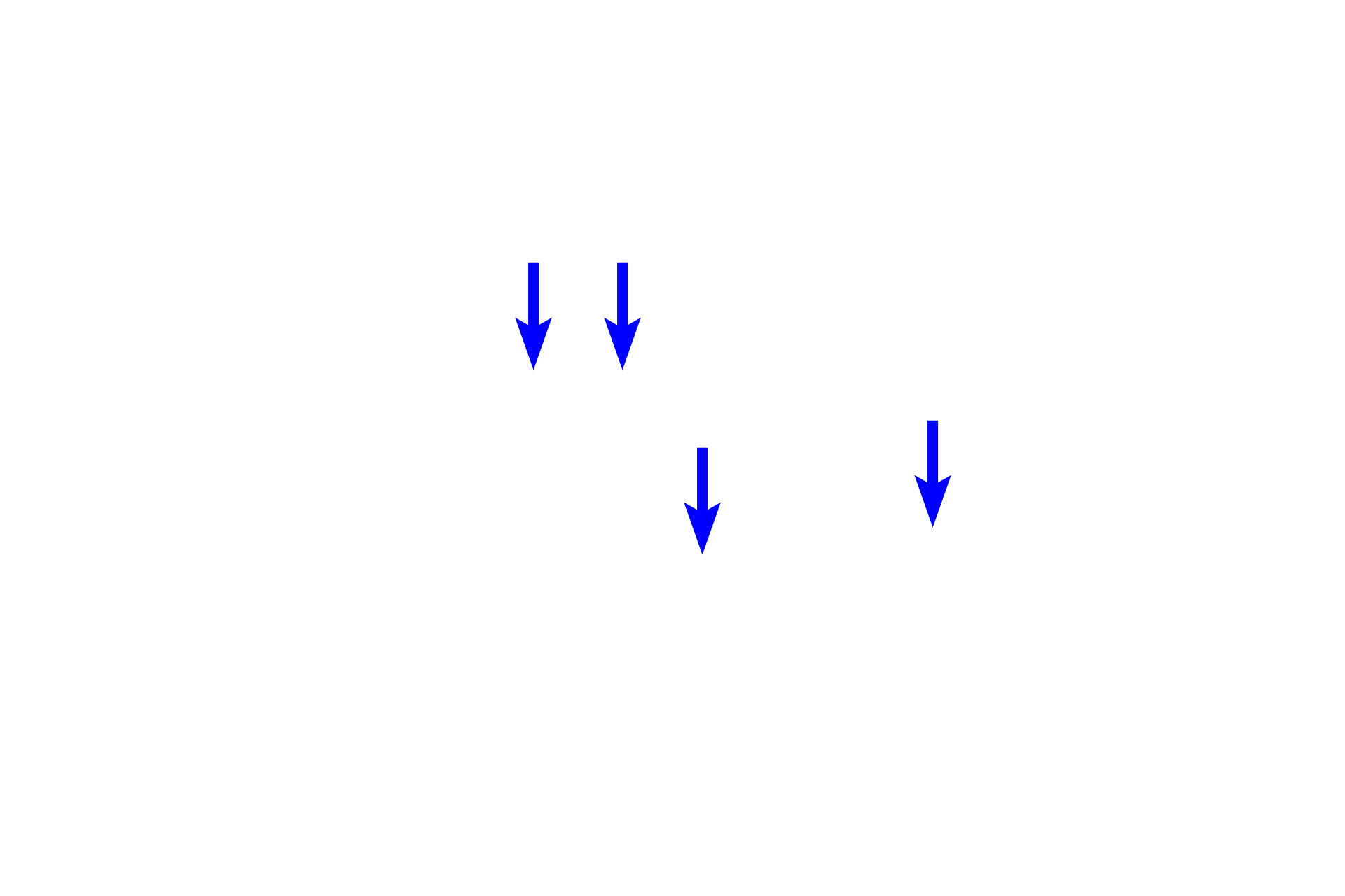 Nerves  <p>Smooth muscle in the muscularis externa of the urinary bladder is arranged in interlacing fascicles, which do not form the distinct layers present in the digestive system.  300x </p>
