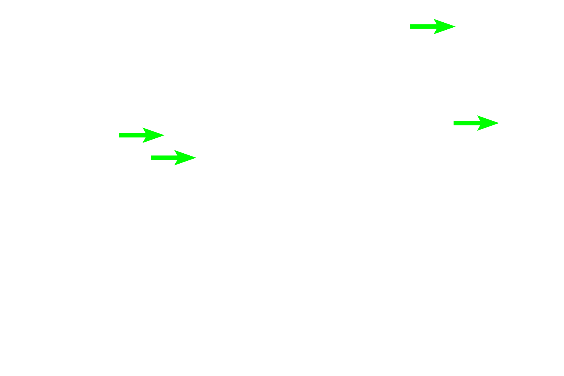  - Lamina propria <p>The female urethra is much shorter than in males (3-5 cm in length), and its mucosa is thrown into longitudinal folds.  The transitional epithelium present as the urethra exits the bladder transitions to stratified squamous, such as seen here.  The lamina propria contains a venous plexus similar to the male corpus spongiosum.  In addition to two layers of smooth muscle (inner longitudinal and outer circular), an outermost layer of circular, skeletal muscle is present at the distal end.  200x, 400x</p>
