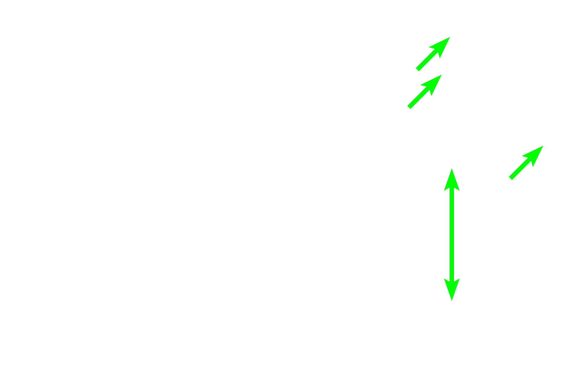  - Smooth muscle <p>The female urethra is much shorter than in males (3-5 cm in length), and its mucosa is thrown into longitudinal folds.  The transitional epithelium present as the urethra exits the bladder transitions to stratified squamous, such as seen here.  The lamina propria contains a venous plexus similar to the male corpus spongiosum.  In addition to two layers of smooth muscle (inner longitudinal and outer circular), an outermost layer of circular, skeletal muscle is present at the distal end.  200x, 400x</p>
