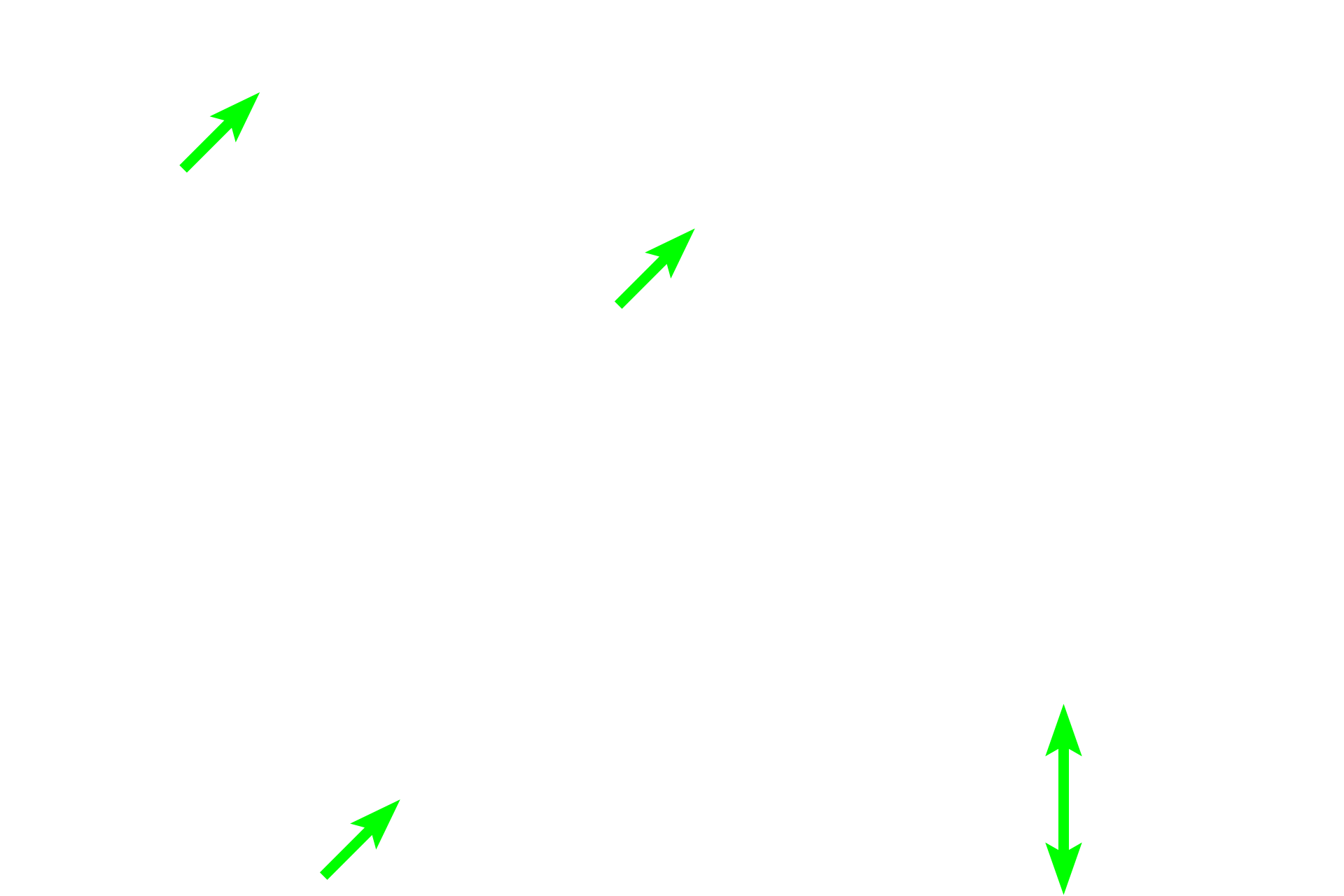  - Skeletal muscle <p>The female urethra is much shorter than in males (3-5 cm in length), and its mucosa is thrown into longitudinal folds.  The transitional epithelium present as the urethra exits the bladder transitions to stratified squamous, such as seen here.  The lamina propria contains a venous plexus similar to the male corpus spongiosum.  In addition to two layers of smooth muscle (inner longitudinal and outer circular), an outermost layer of circular, skeletal muscle is present at the distal end.  200x, 400x</p>
