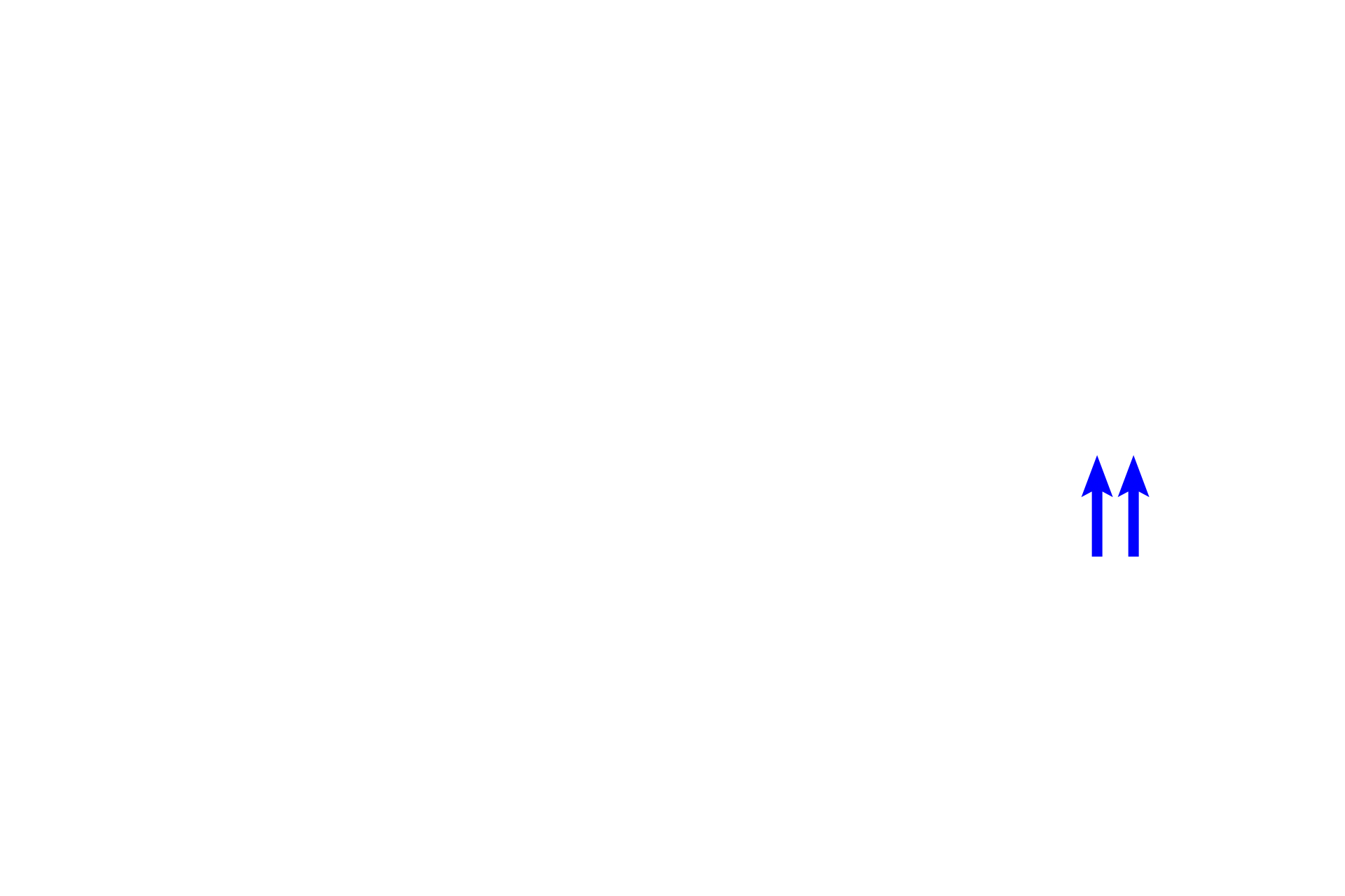 Primary bronchi <p>The trachea and primary bronchi, extrapulmonary components of the conducting portion of the respiratory system, cannot be distinguished from each other histologically. The trachea, continuing inferiorly from the larynx, lies anterior to the esophagus. The patency of these respiratory organs is maintained by C-shaped cartilage rings, whose openings face the esophagus. The two main lobes of the thyroid gland are located at the lateral boundaries of the trachea. 10x </p>

