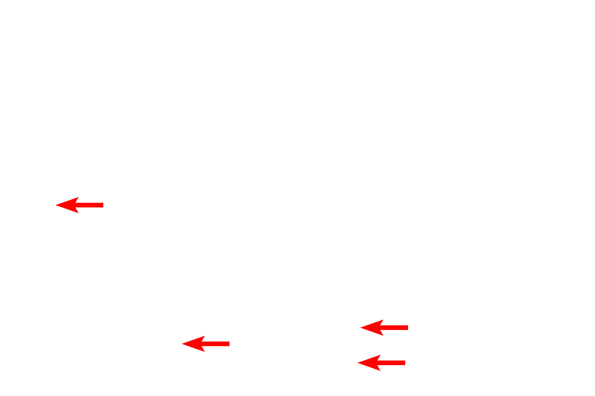 RER <p>The presence of mucin granules in the cells of this mucus-secreting tubule accounts for their foamy appearance seen with the light microscope.  The granules contain mucin proteins which become hydrated to form mucus after their release.  Trachea  5000x</p>
