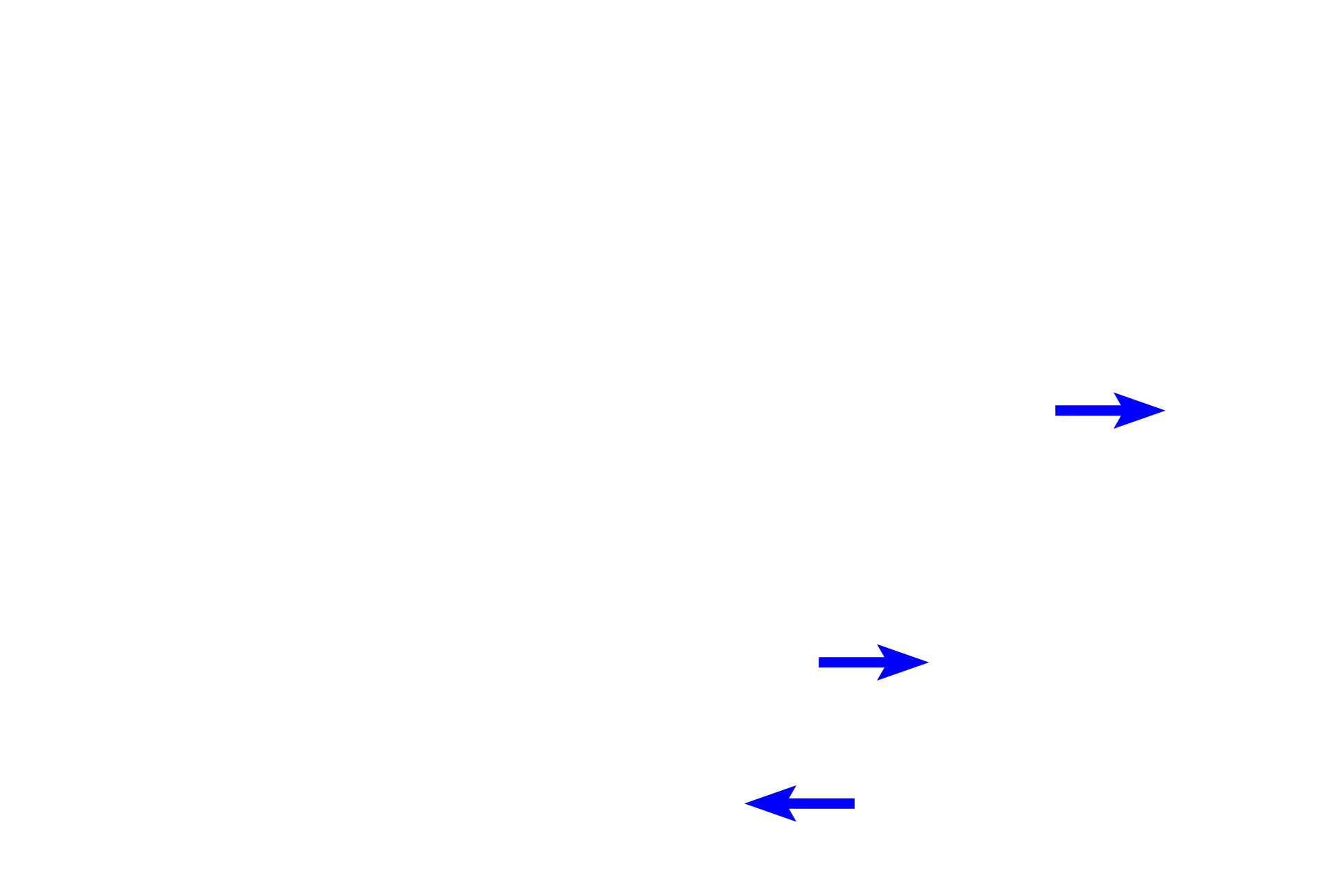 Secretory portions <p>Another simple gland is the simple, coiled tubular gland.  These glands consist of a very long, unbranched duct that is continuous with the coiled secretory portion.  An example of this gland is this eccrine sweat gland in skin.  The connection between these ducts and their glandular portions is out of the plane of section.  Skin 100x</p>
