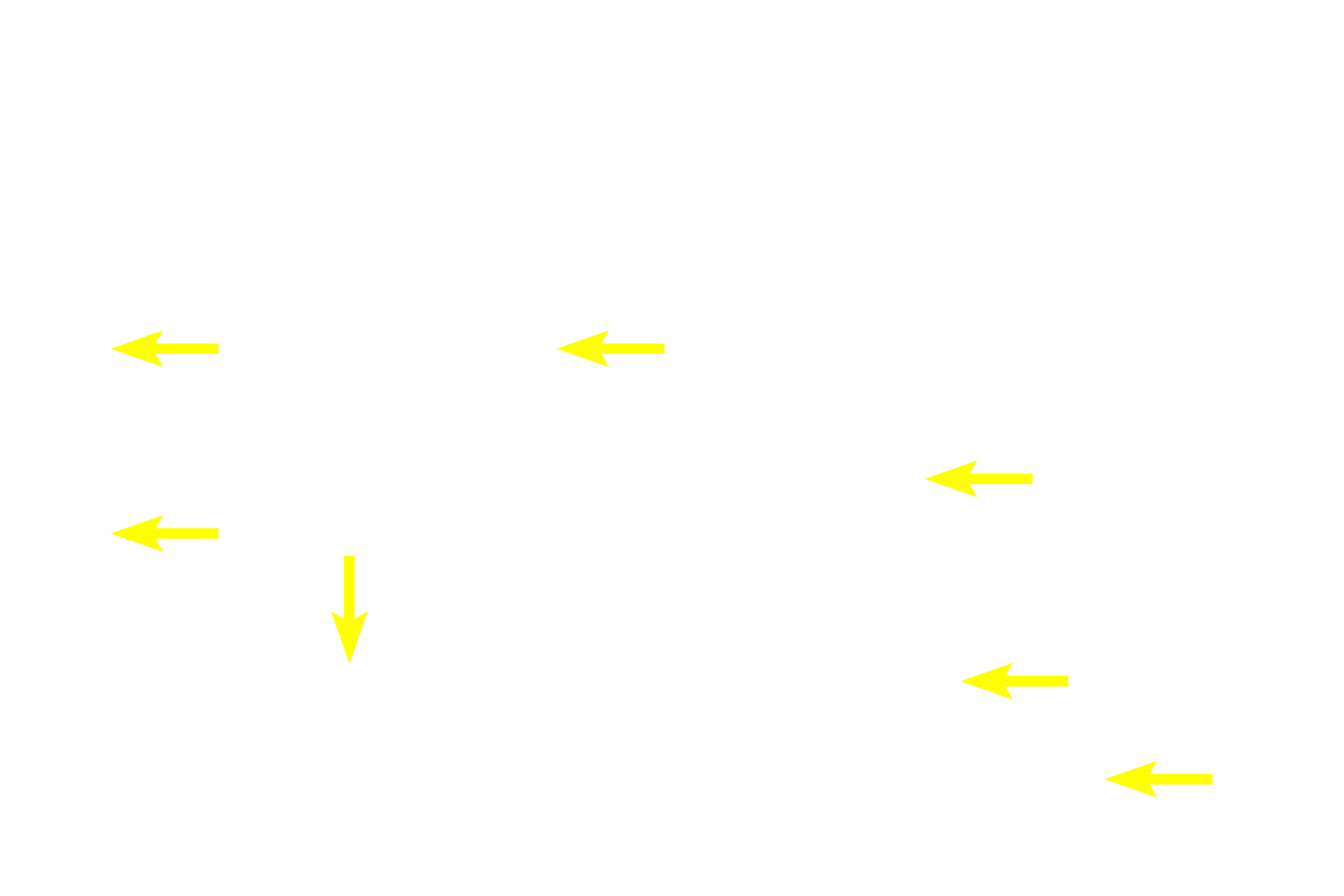  - Ducts  <p>Located in the dermis or hypodermis, the secretory portion of the gland and the beginning of its duct coil around each other, similar to winding yarn into a ball. The secretory portion of the coil stains paler than does the duct portion. The long, unbranched duct travels through the dermis and epidermis to open on the surface of the skin. </p>
