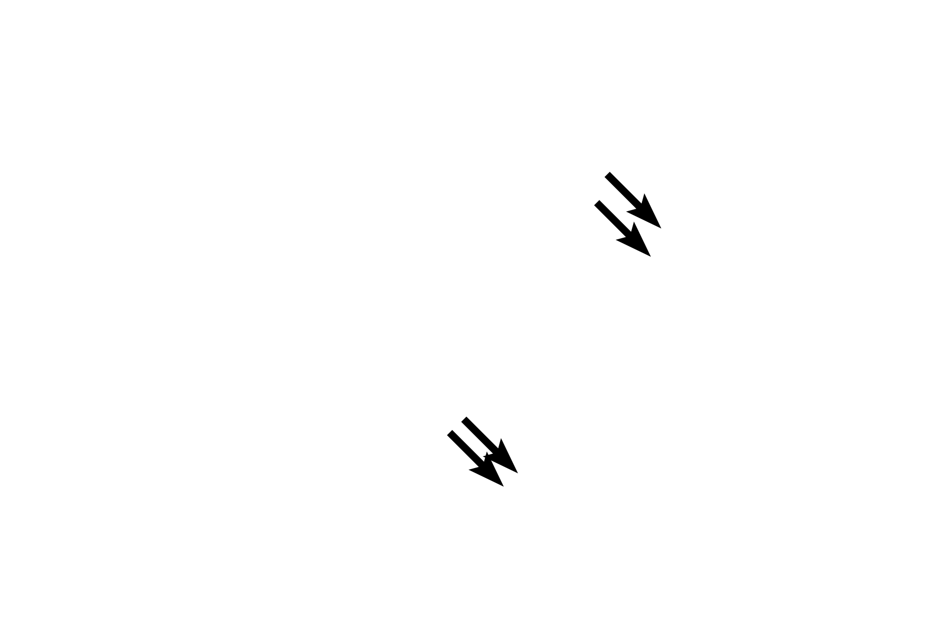  - Nuclei <p>This spicule of bone is being resorbed by multiple osteoclasts, large, motile cells with multiple nuclei.  Throughout life, bone is resorbed and deposited to both renew and repair the matrix and to respond to mechanical stresses. Resorption results in the formation of depressions in the bone called Howship’s lacunae. Osteoclasts belong to the monocyte lineage and are not related to osteoblasts or osteocytes.  Spongy bone, 600x</p>
